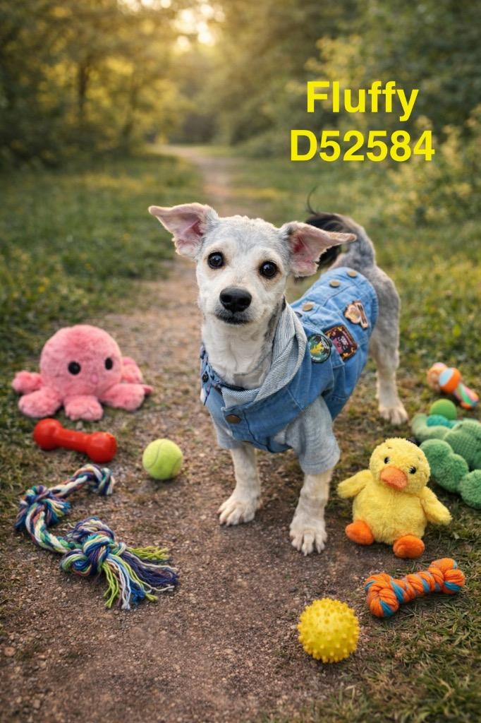 Enlarge Fluffy, a Adoptable mixed breed in Clarksville, TN image 4/4