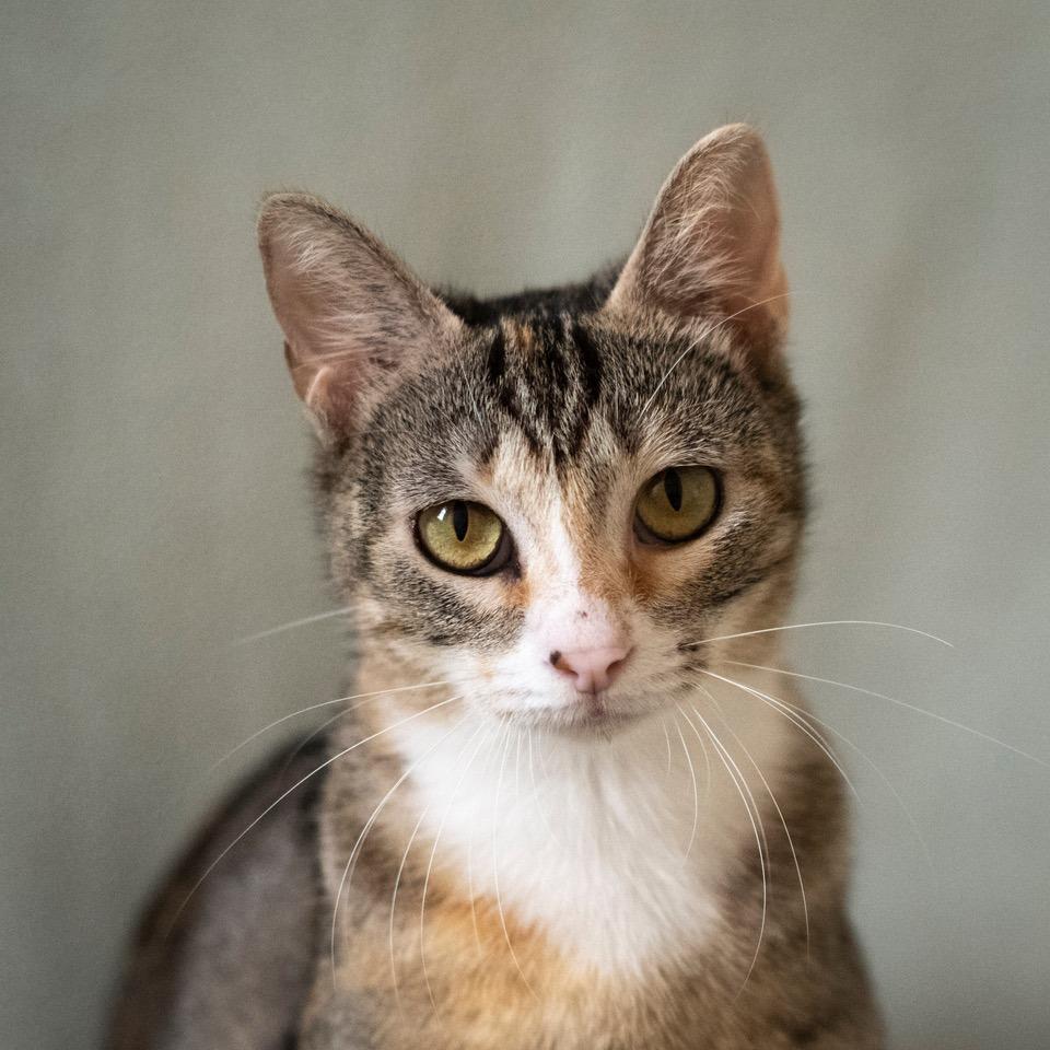 Sweet Jean, Adoptable, Adult Female Domestic Short Hair.