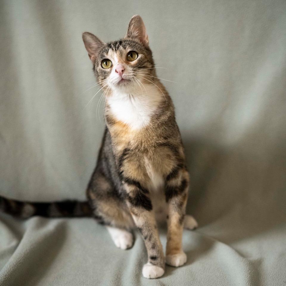 Enlarge Sweet Jean, a Adoptable Domestic Short Hair in Las Cruces, NM image 2/6