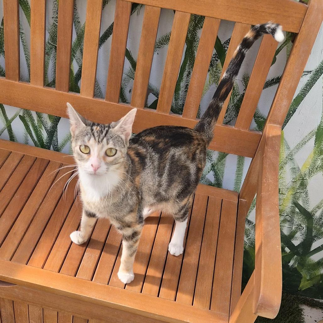 Enlarge Sweet Jean, a Adoptable Domestic Short Hair in Las Cruces, NM image 3/6