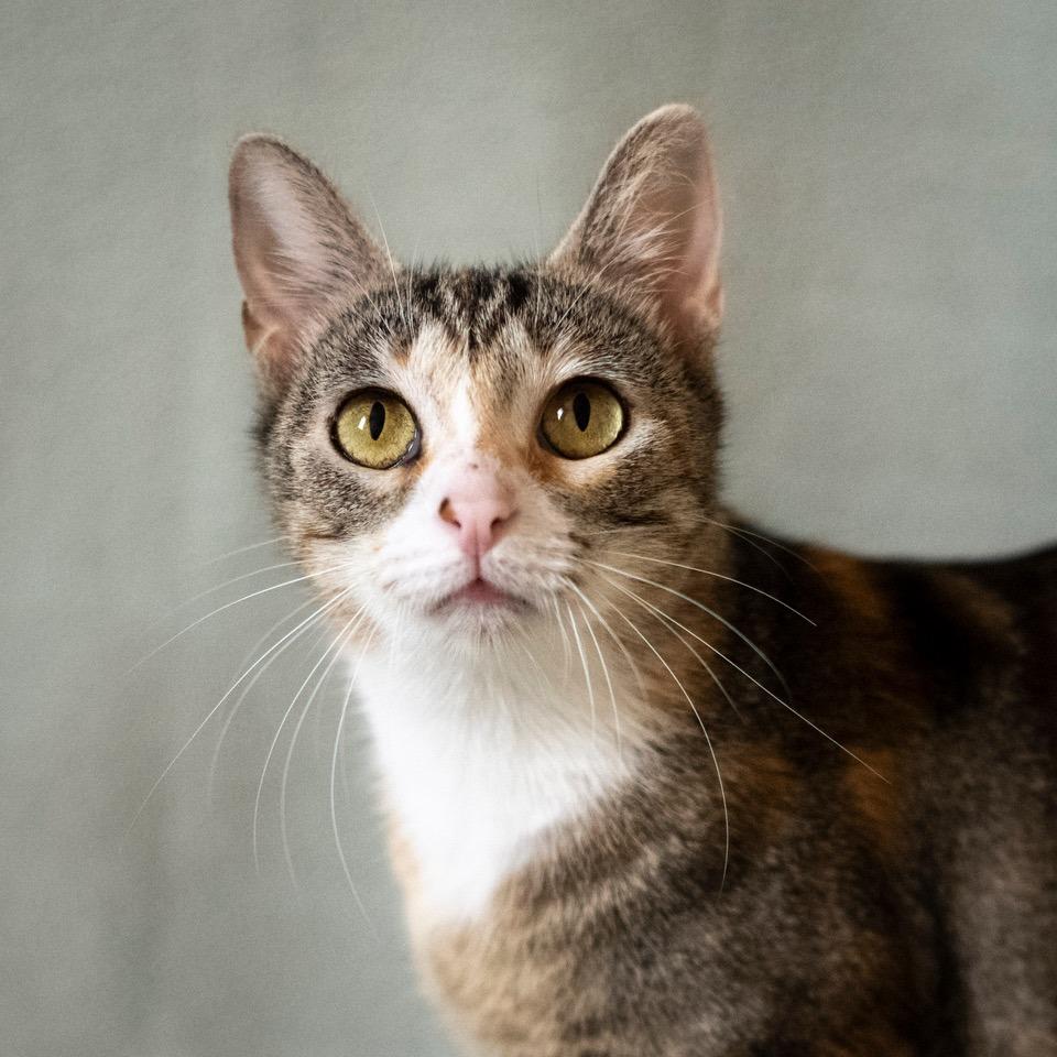 Enlarge Sweet Jean, a Adoptable Domestic Short Hair in Las Cruces, NM image 4/6