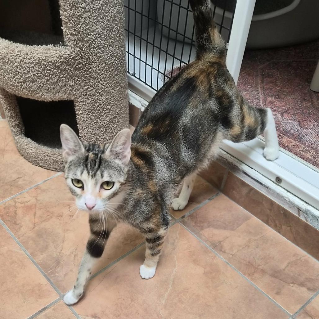 Enlarge Sweet Jean, a Adoptable Domestic Short Hair in Las Cruces, NM image 5/6