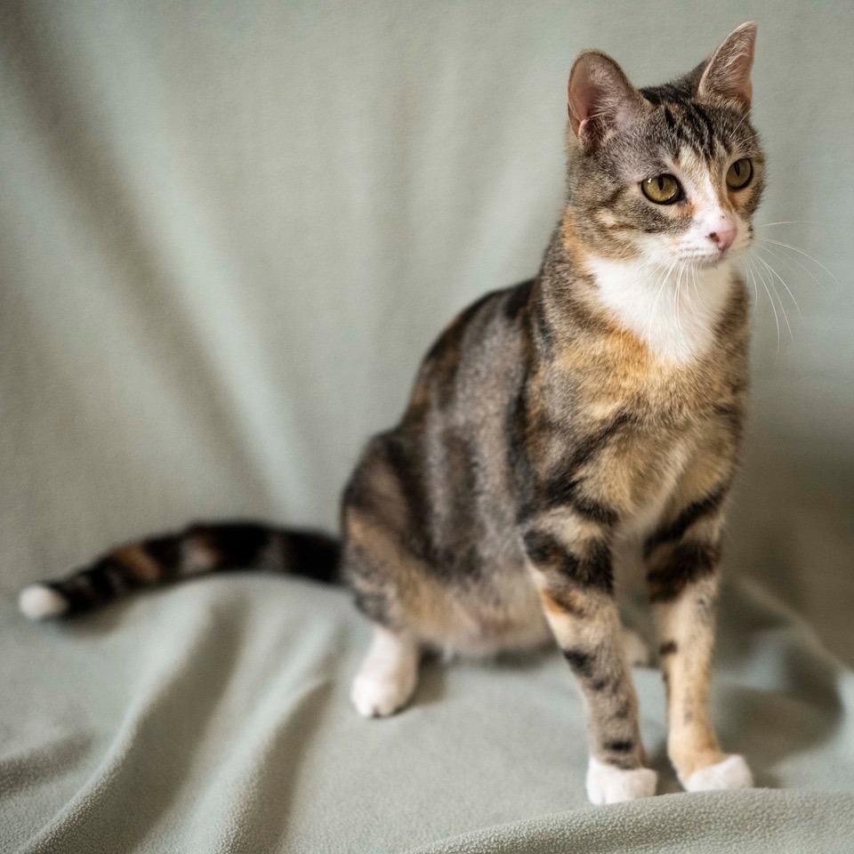 Enlarge Sweet Jean, a Adoptable Domestic Short Hair in Las Cruces, NM image 6/6