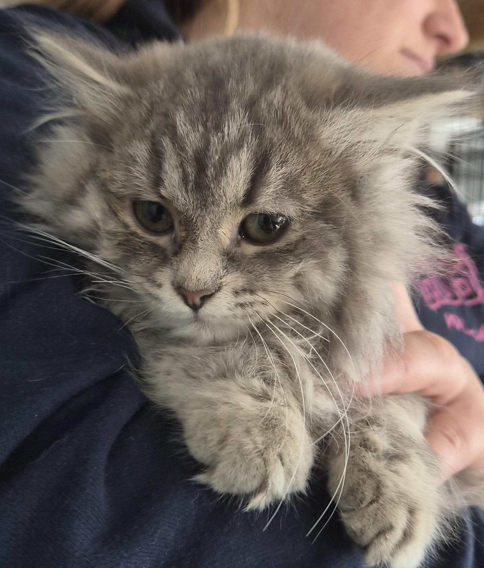 Melody, Adopted, Young Female Domestic Long Hair.