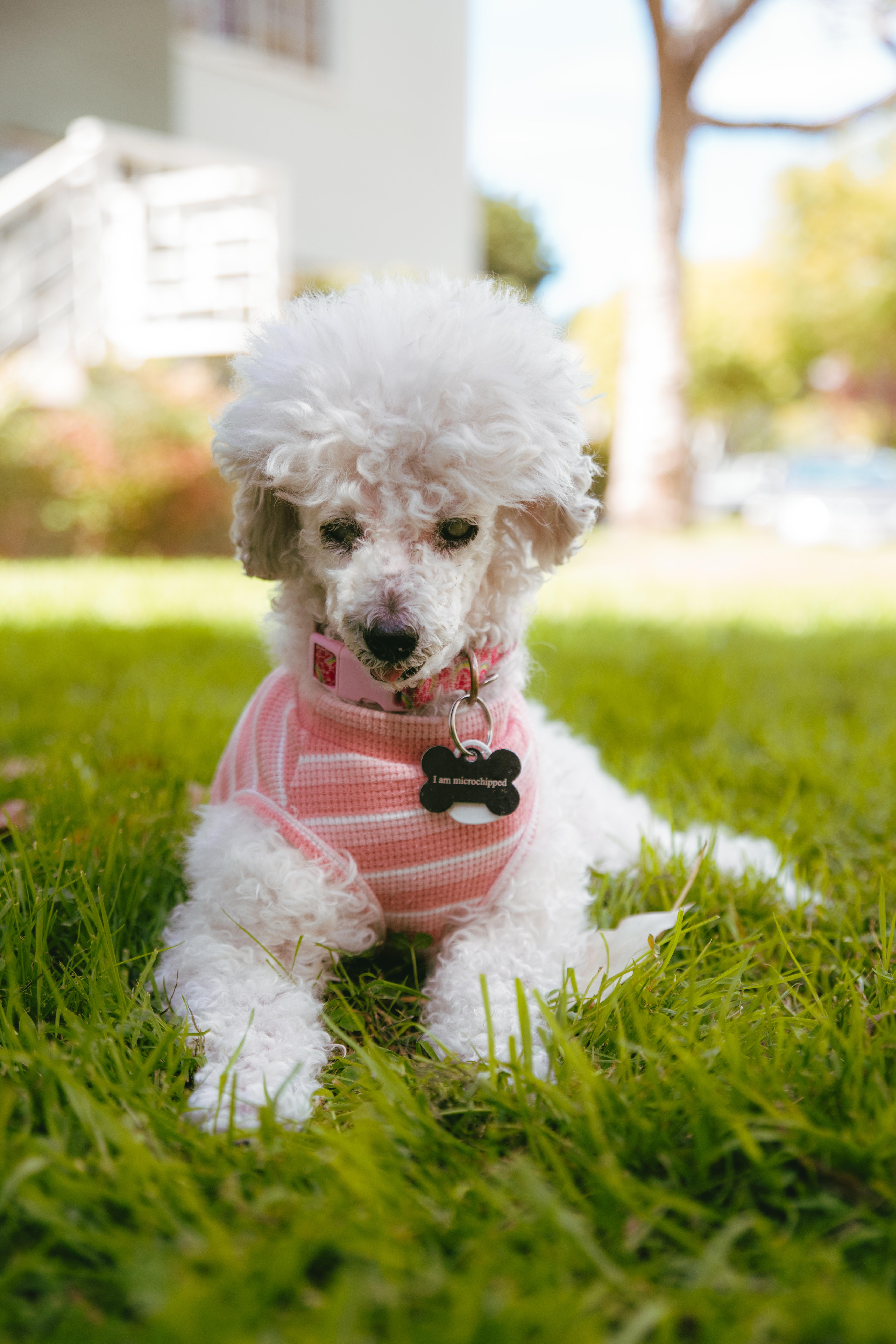 Madeline is Available at Maison Sûre, ADOPTABLE, Senior Female Poodle (Toy).