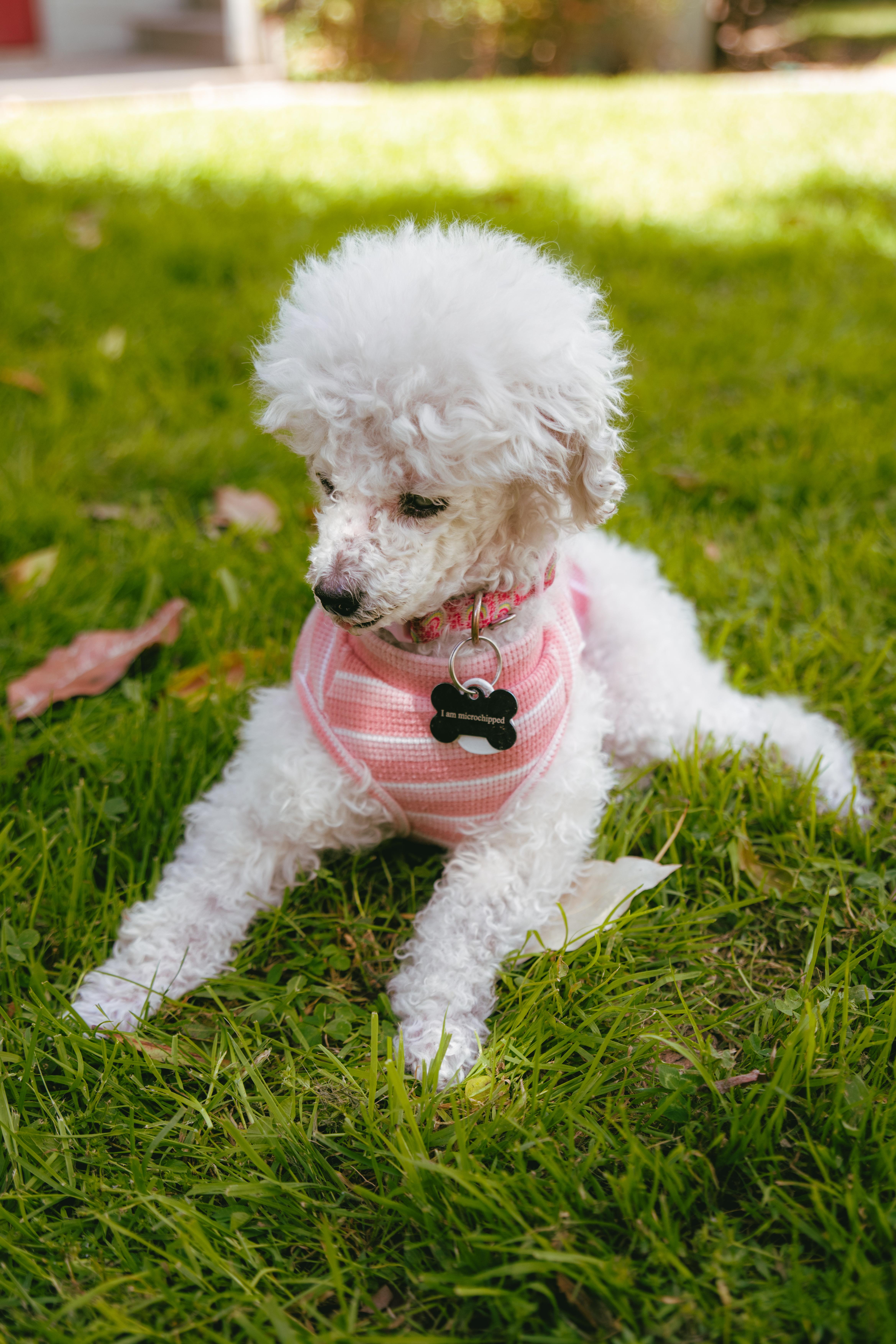 Enlarge Madeline is Available at Maison Sûre, a ADOPTABLE Poodle (Toy) in Sherman Oaks, CA image 4/6