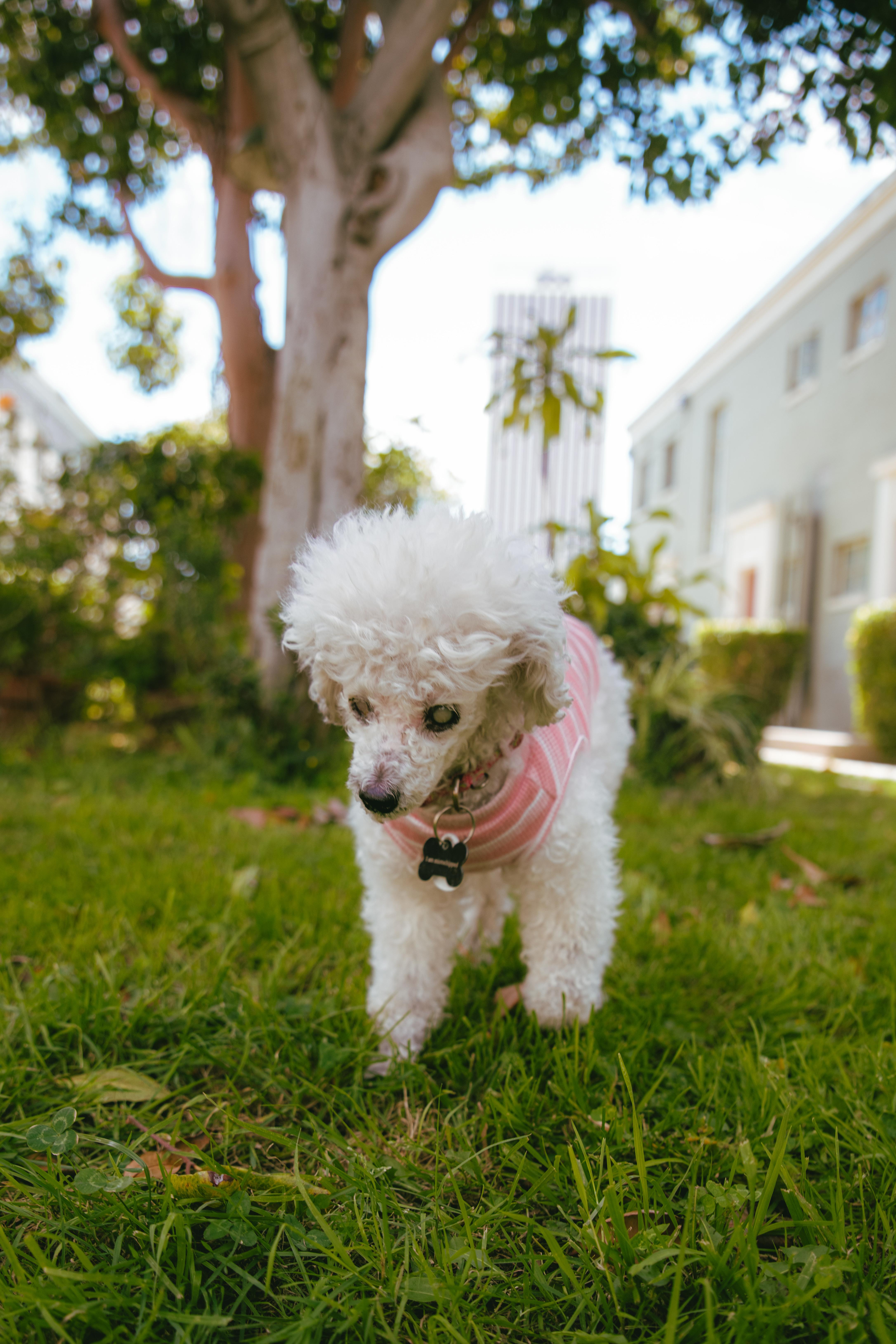 Enlarge Madeline is Available at Maison Sûre, a ADOPTABLE Poodle (Toy) in Sherman Oaks, CA image 5/6