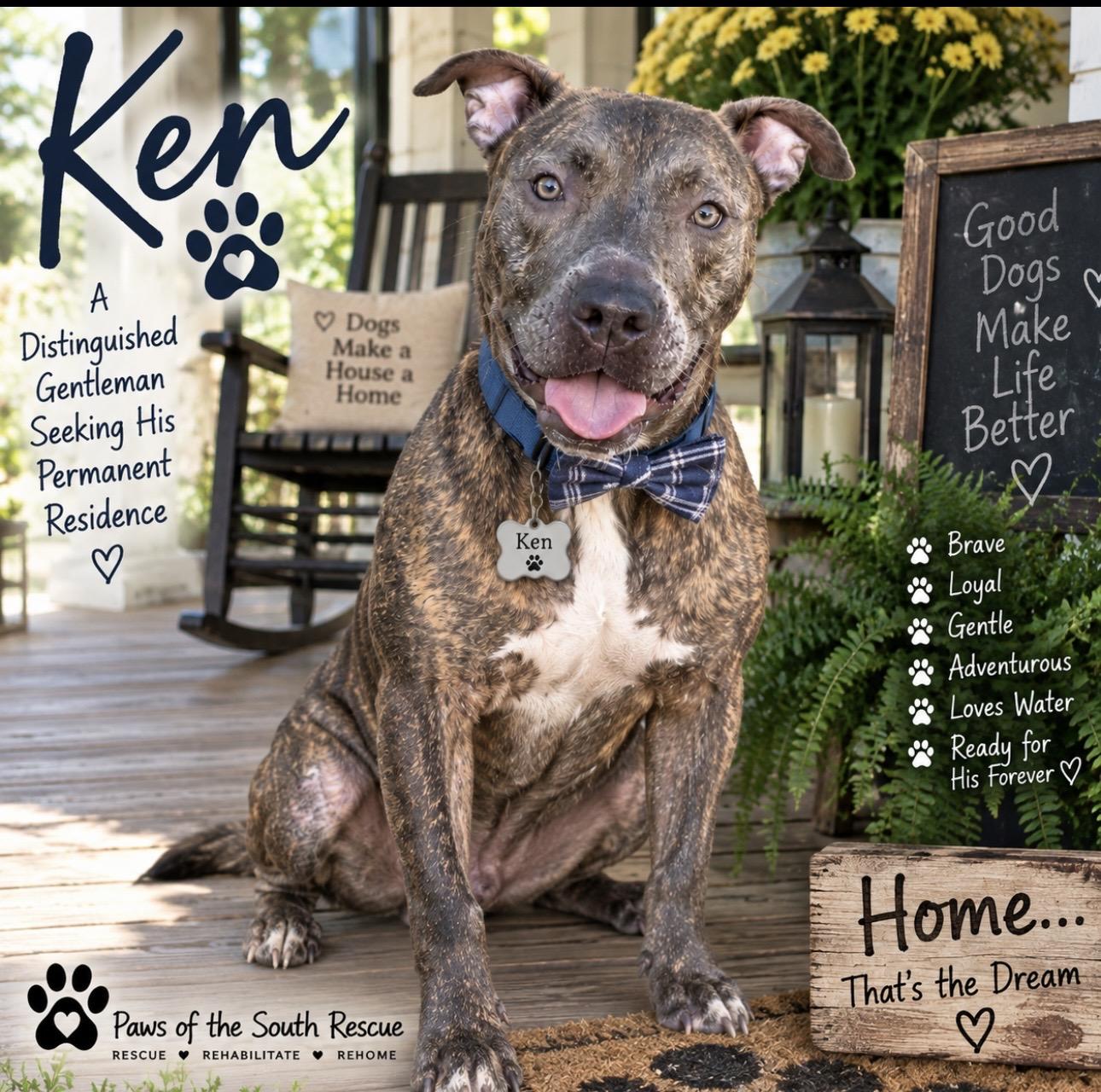Enlarge Ken, a Adoptable American Staffordshire Terrier in CUMMING, GA image 3/6