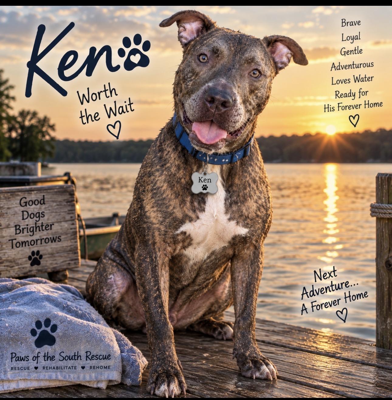 Enlarge Ken, a Adoptable American Staffordshire Terrier in CUMMING, GA image 6/6