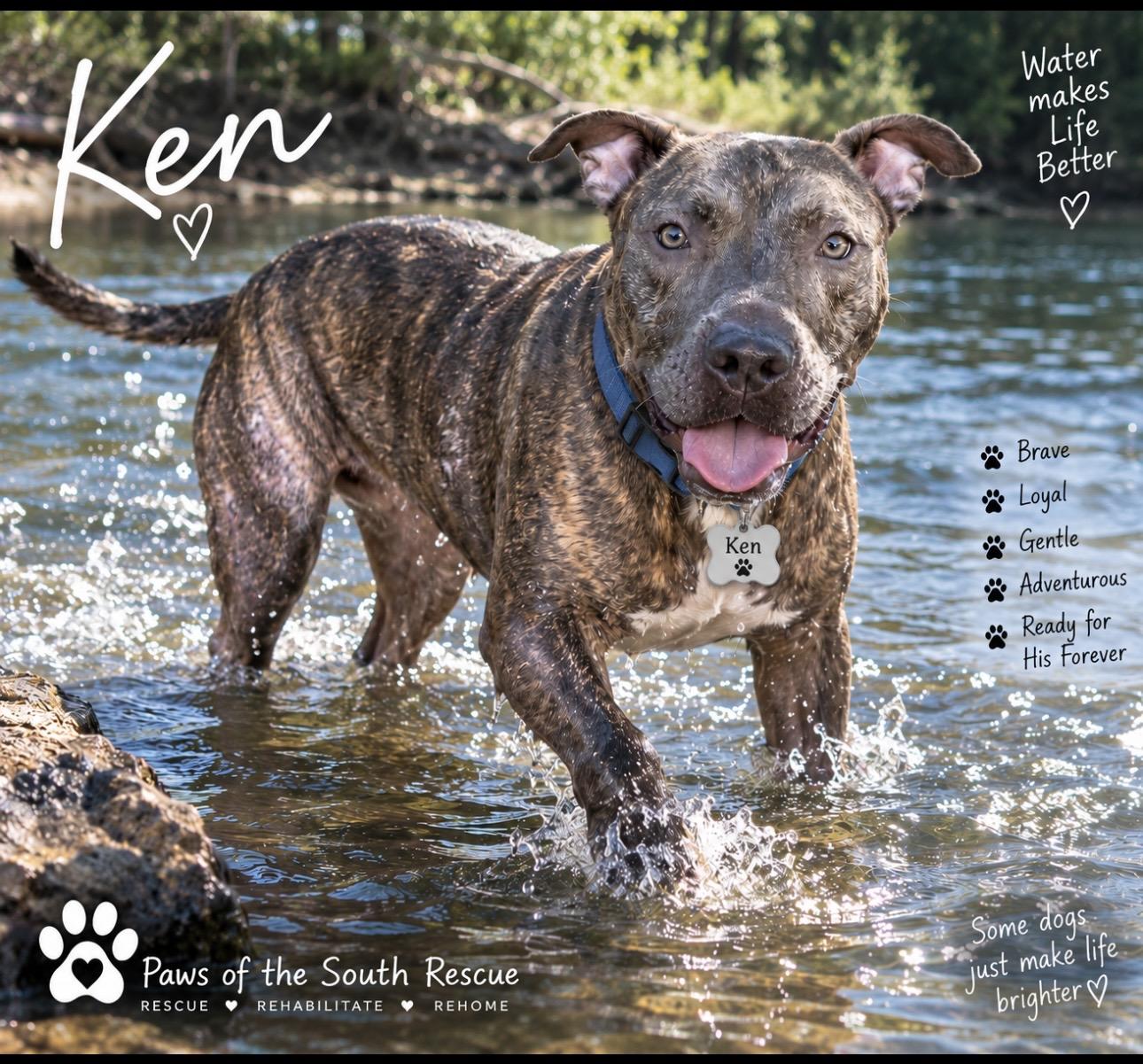Enlarge Ken, a Adoptable American Staffordshire Terrier in CUMMING, GA image 2/6