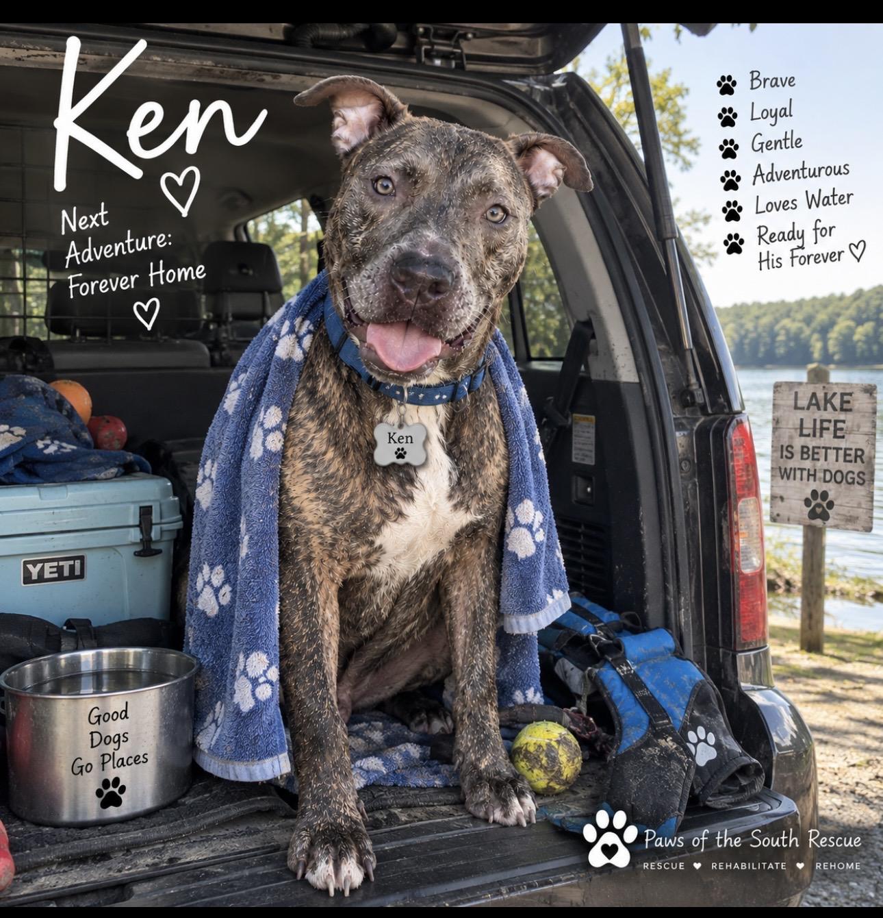 Enlarge Ken, a Adoptable American Staffordshire Terrier in CUMMING, GA image 5/6