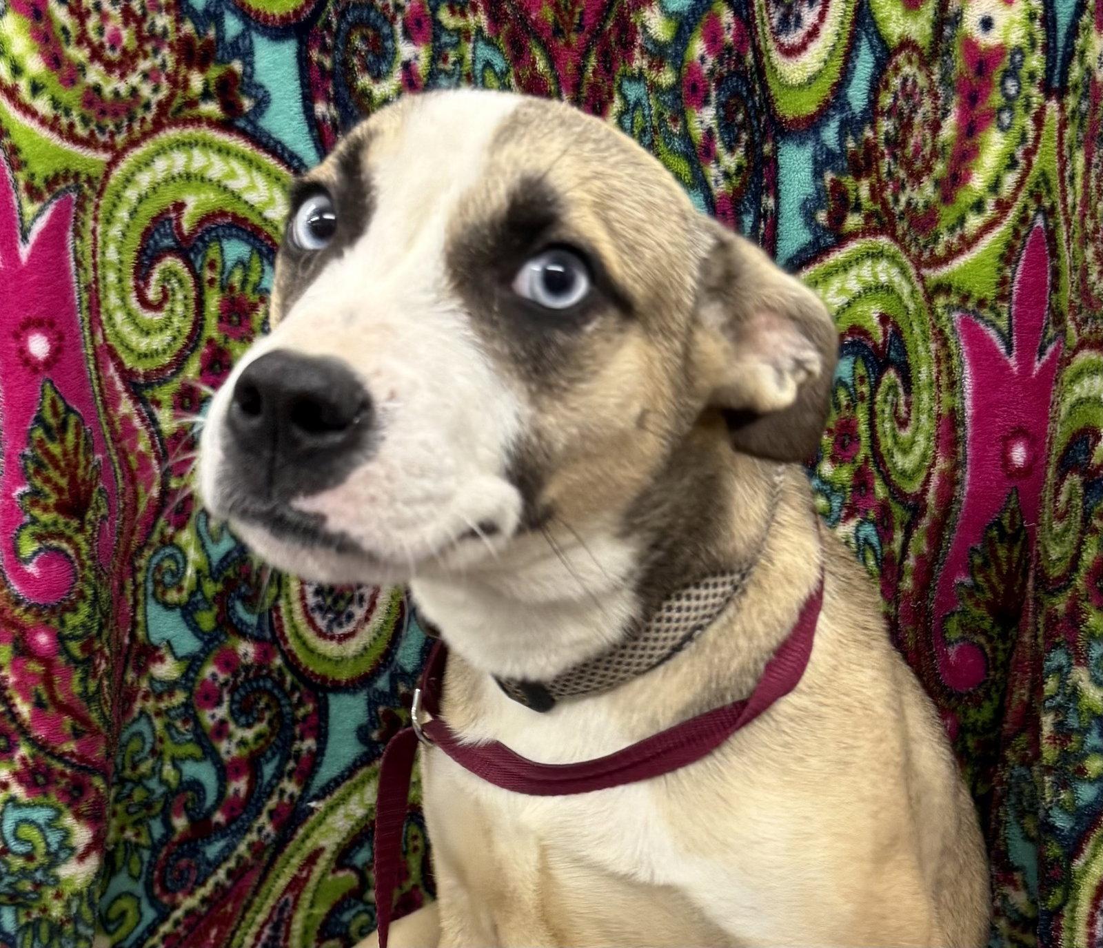 Enlarge Zebb, a Adoptable Husky in Corning, AR image 1/3