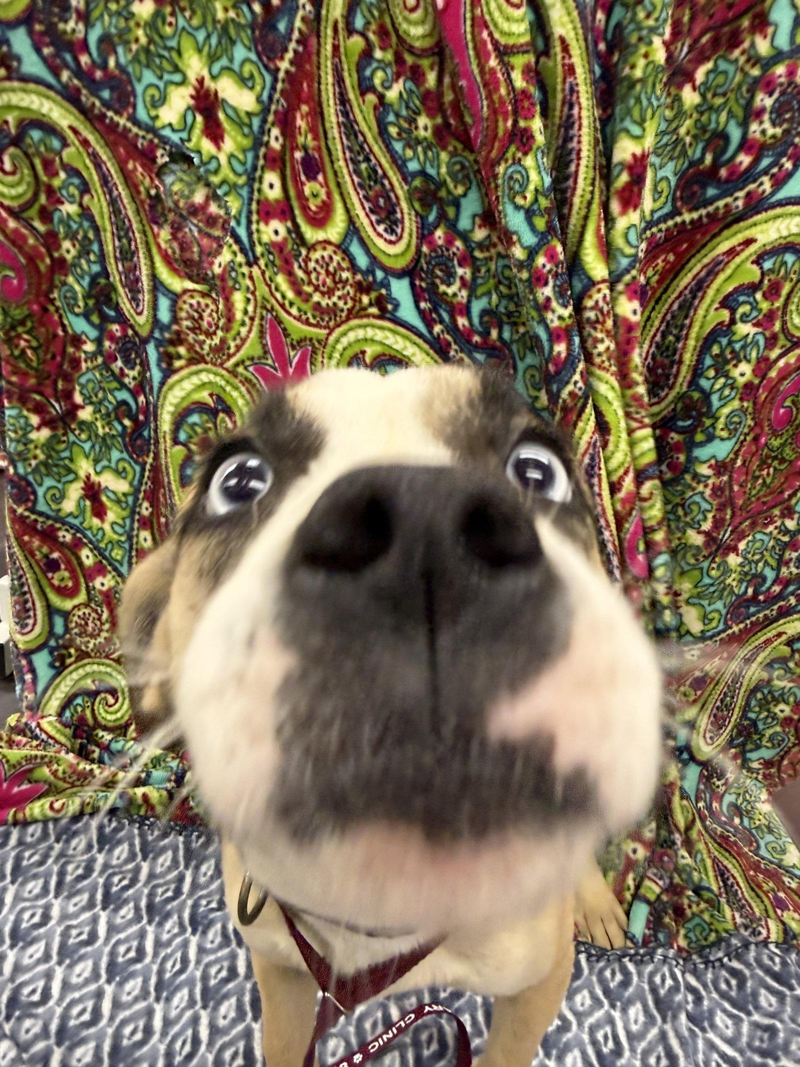 Enlarge Zebb, a Adoptable Husky in Corning, AR image 2/3