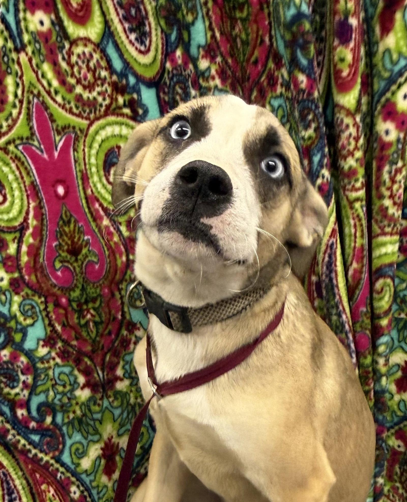 Enlarge Zebb, a Adoptable Husky in Corning, AR image 3/3