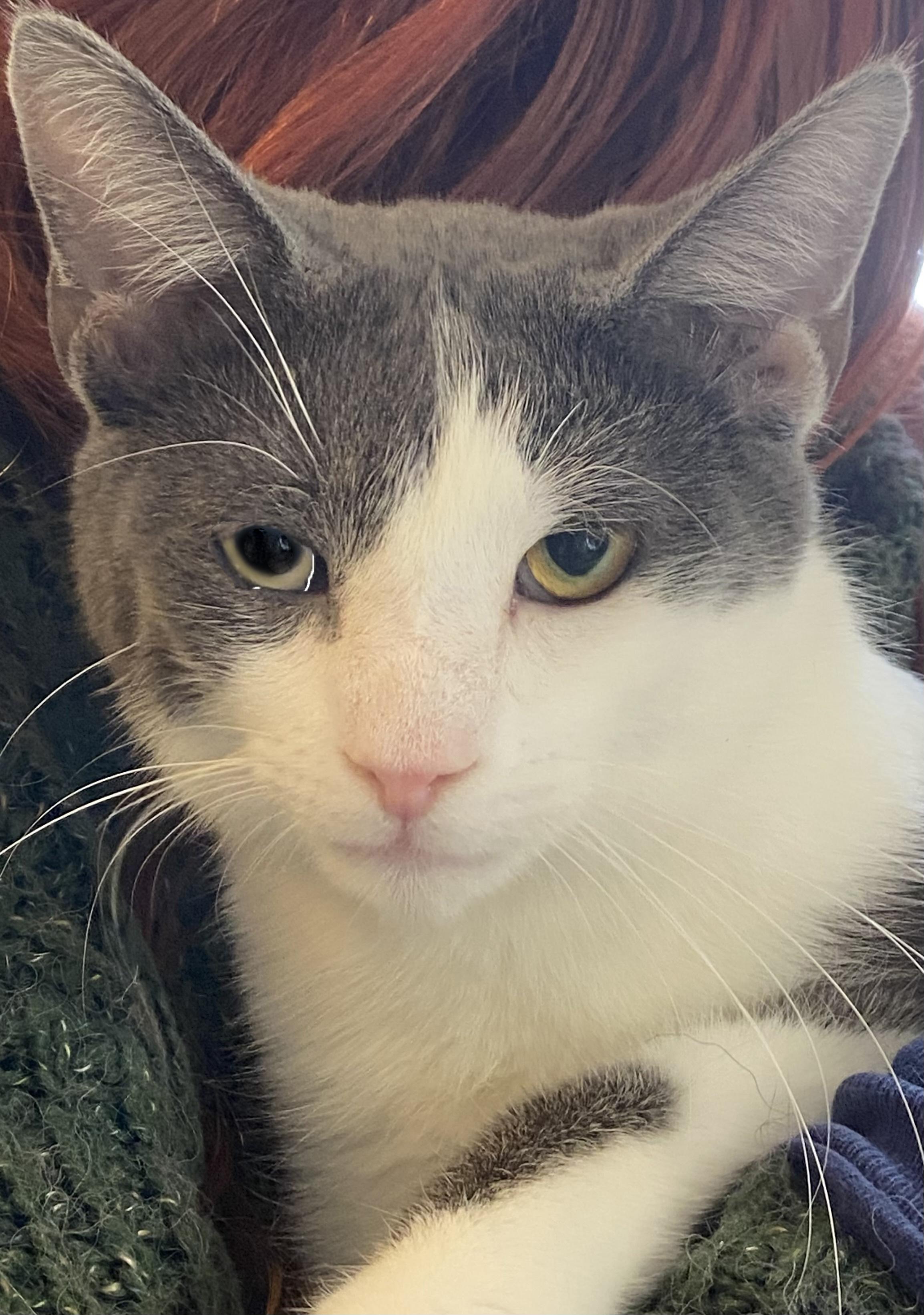 Flash Gordon, ADOPTABLE, Young Male Domestic Short Hair.
