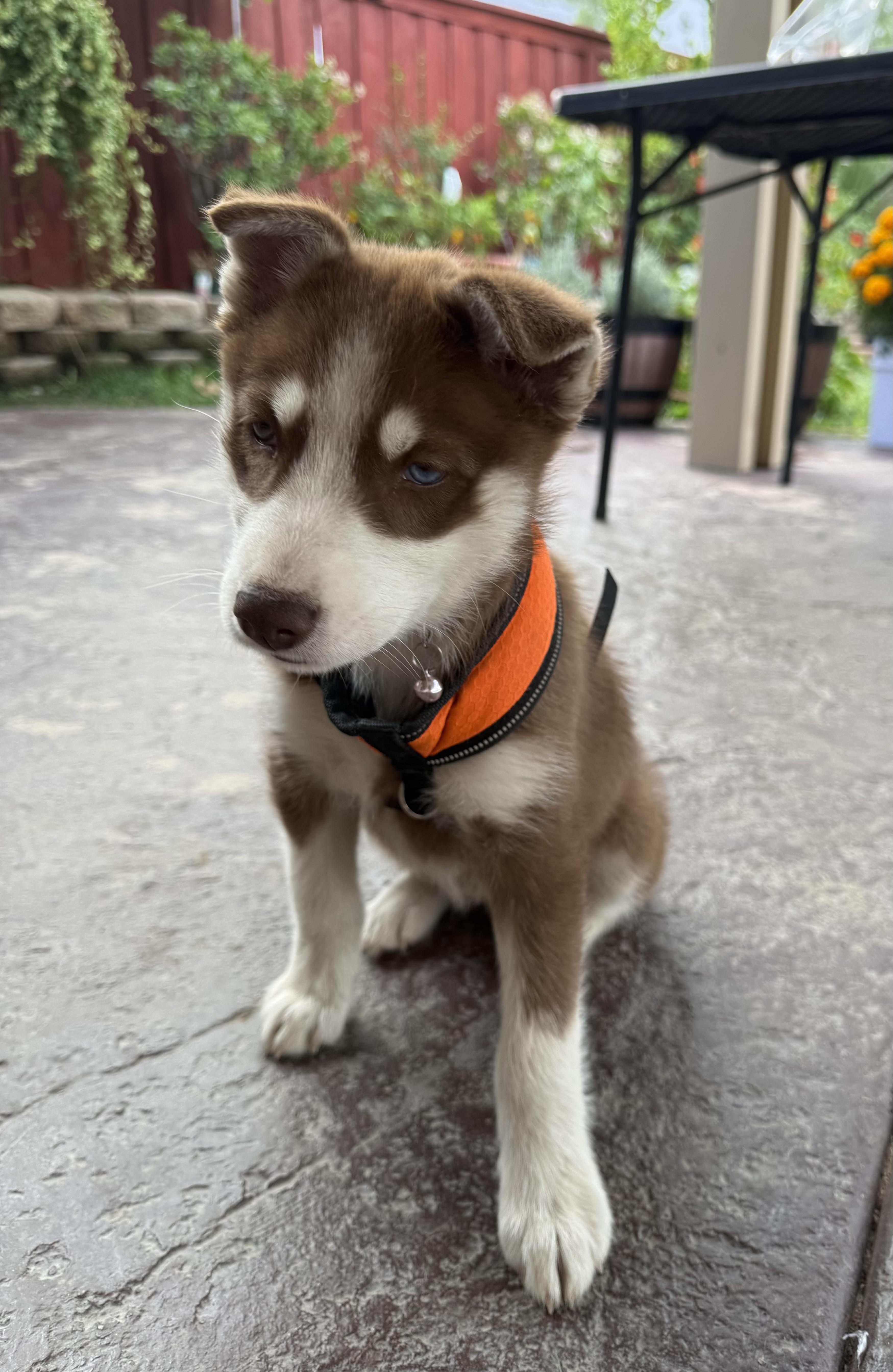 Enlarge Boba, a Adopted Siberian Husky in Menifee, CA image 1/8