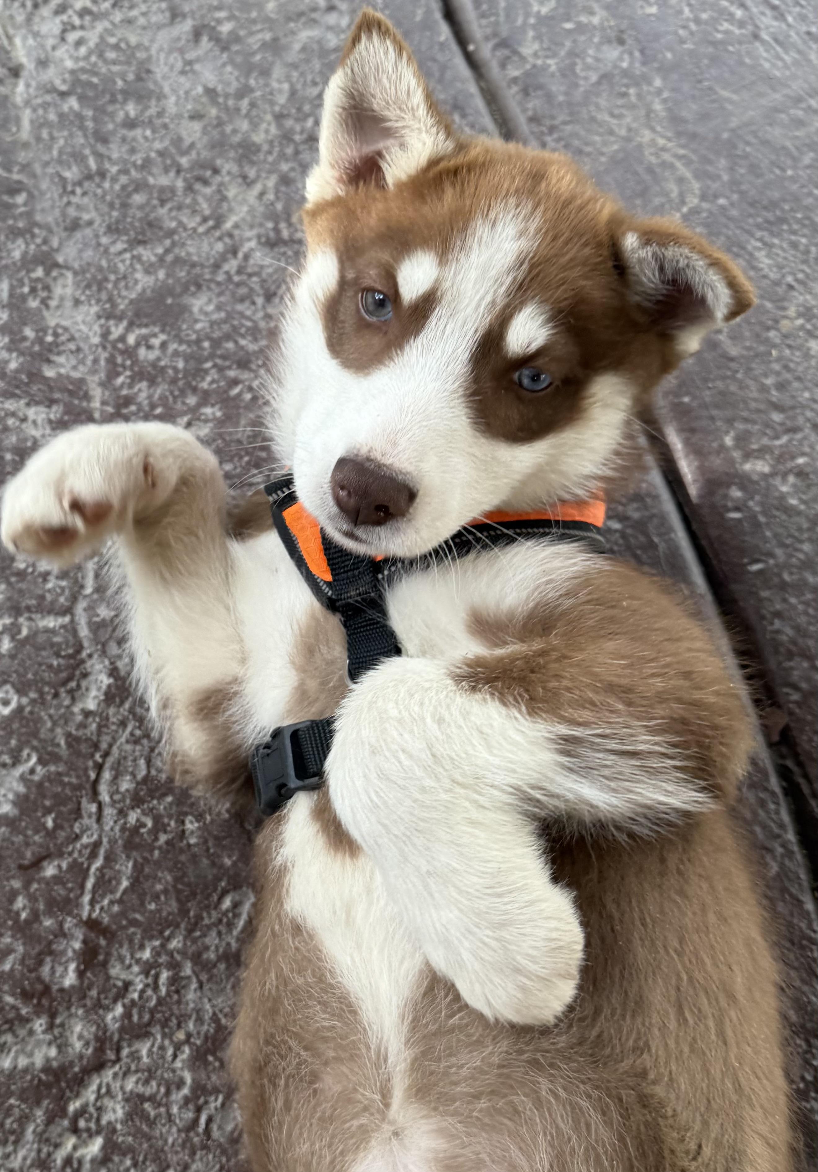 Enlarge Boba, a Adopted Siberian Husky in Menifee, CA image 2/8