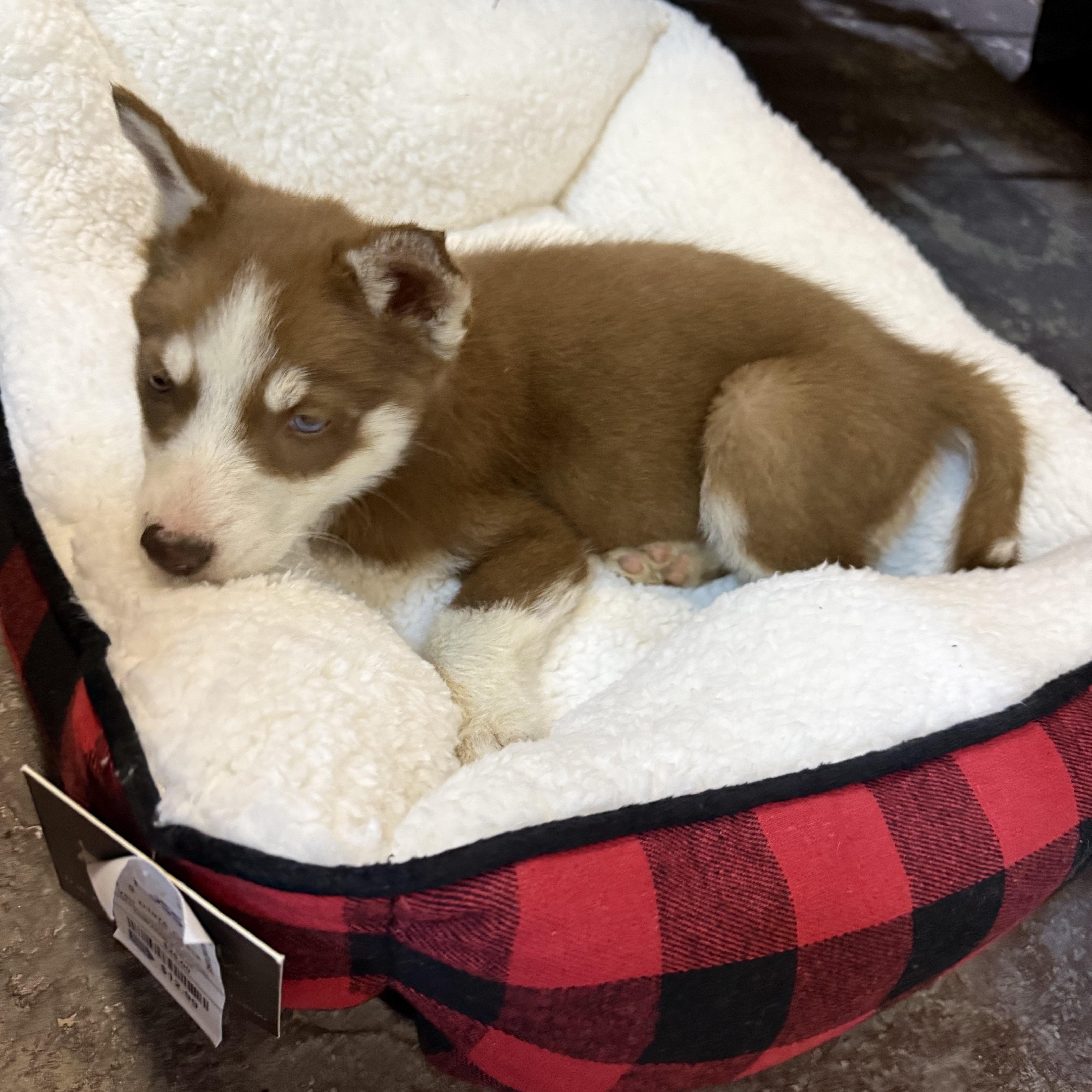 Enlarge Boba, a Adopted Siberian Husky in Menifee, CA image 3/8