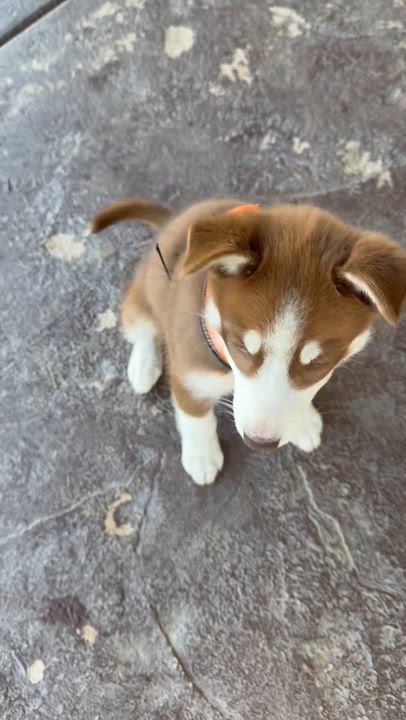 Enlarge Boba, a Adopted Siberian Husky in Menifee, CA video 7/8
