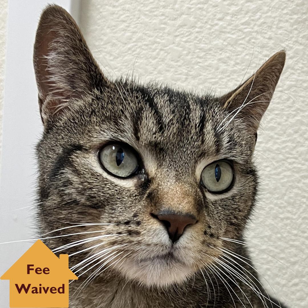 Heartthrob, Adult Male Domestic Short Hair
