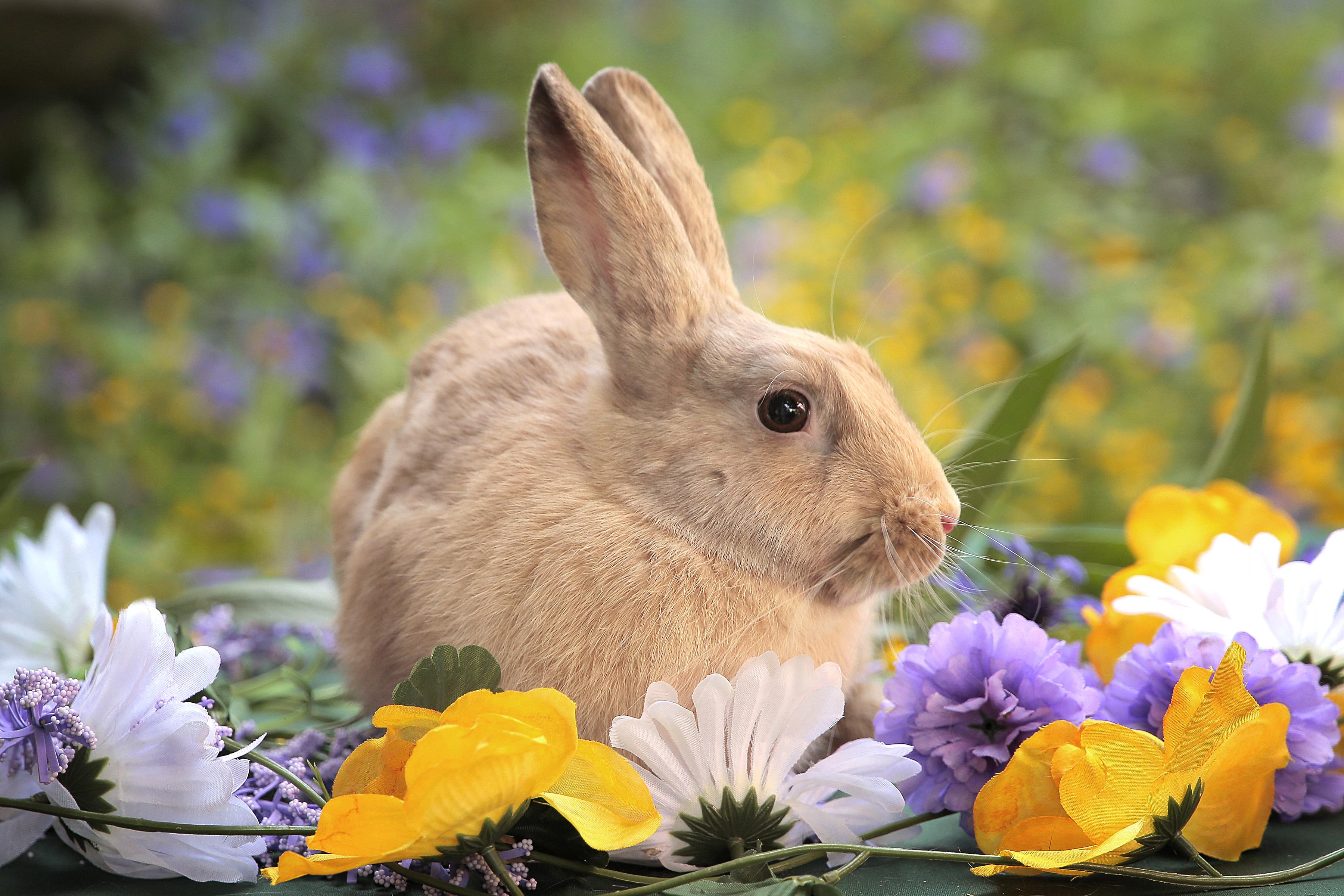 Holly & Berry (South Surrey), adopted, Young Female Harlequin.