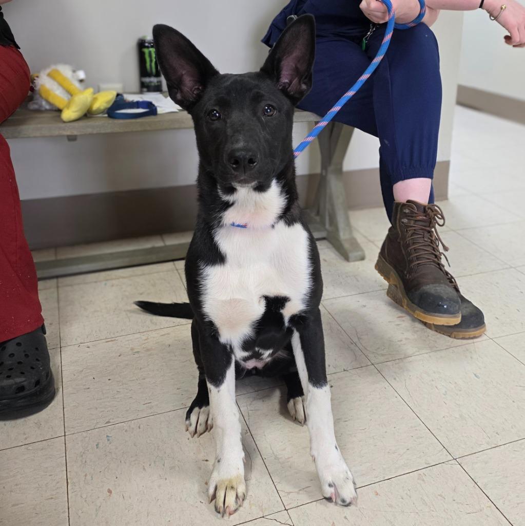 Tia, Adopted, Puppy Female Mixed Breed.