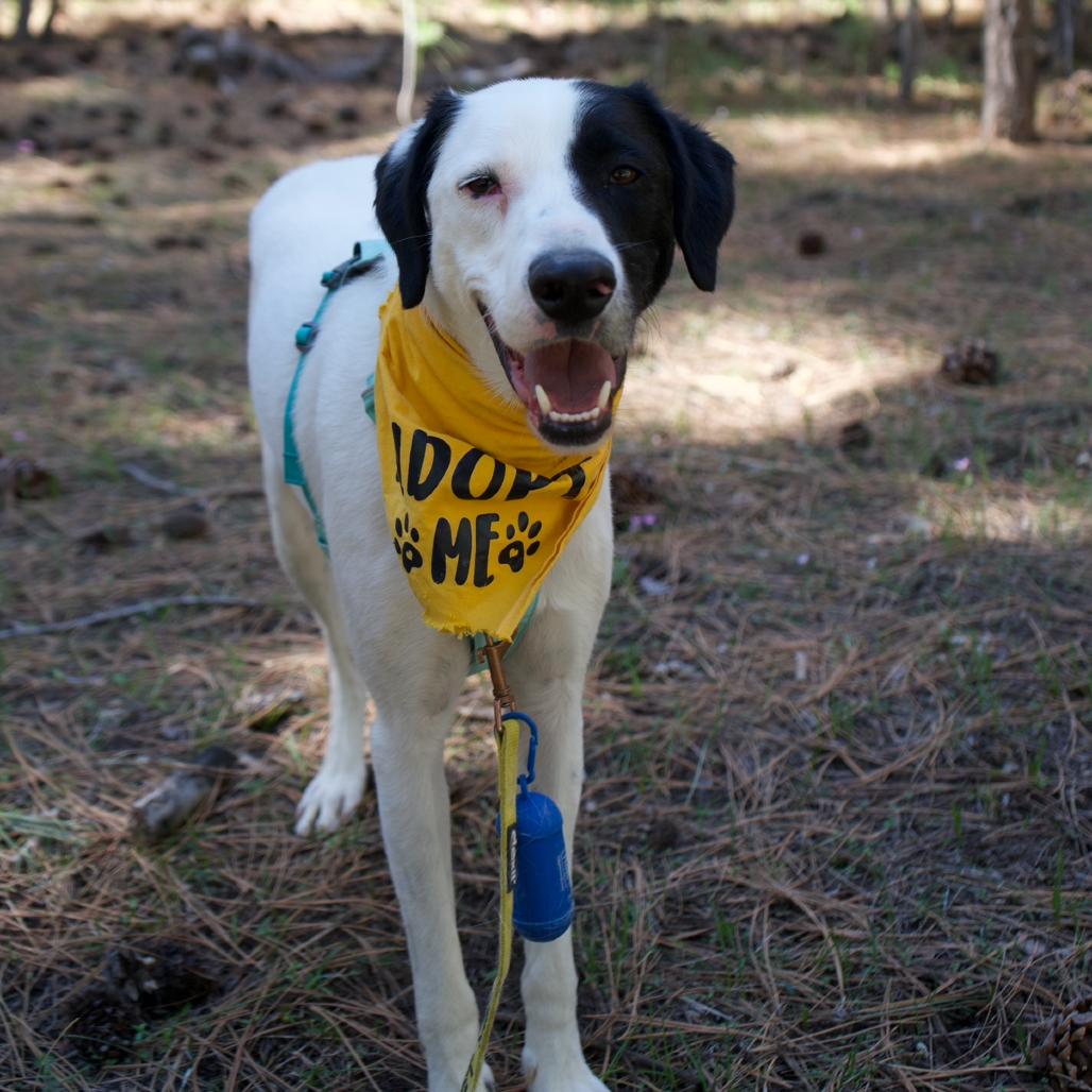 Enlarge Angus, a Adoptable mixed breed in Spanish Fork, UT image 1/6