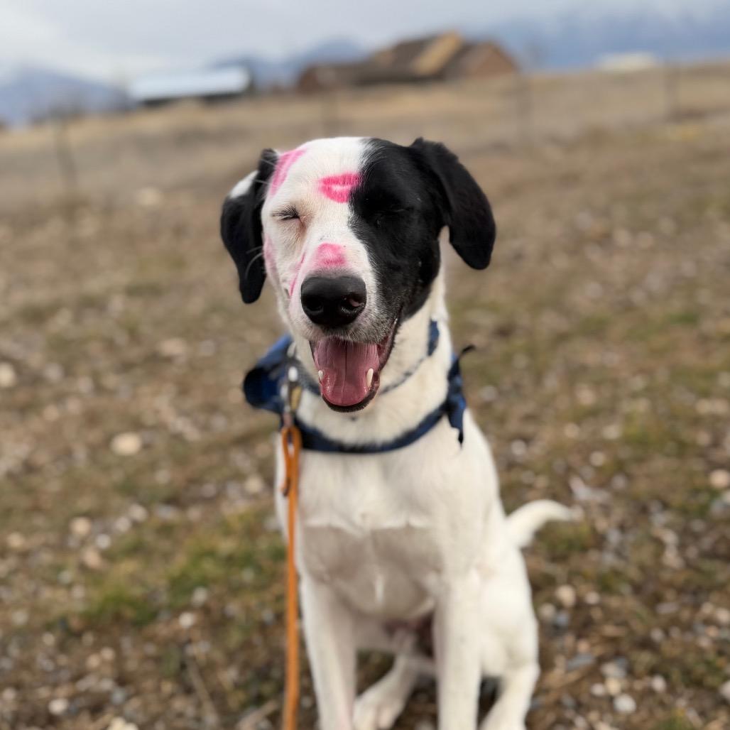 Angus, Adoptable, Adult Male Labrador Retriever & Mixed Breed.