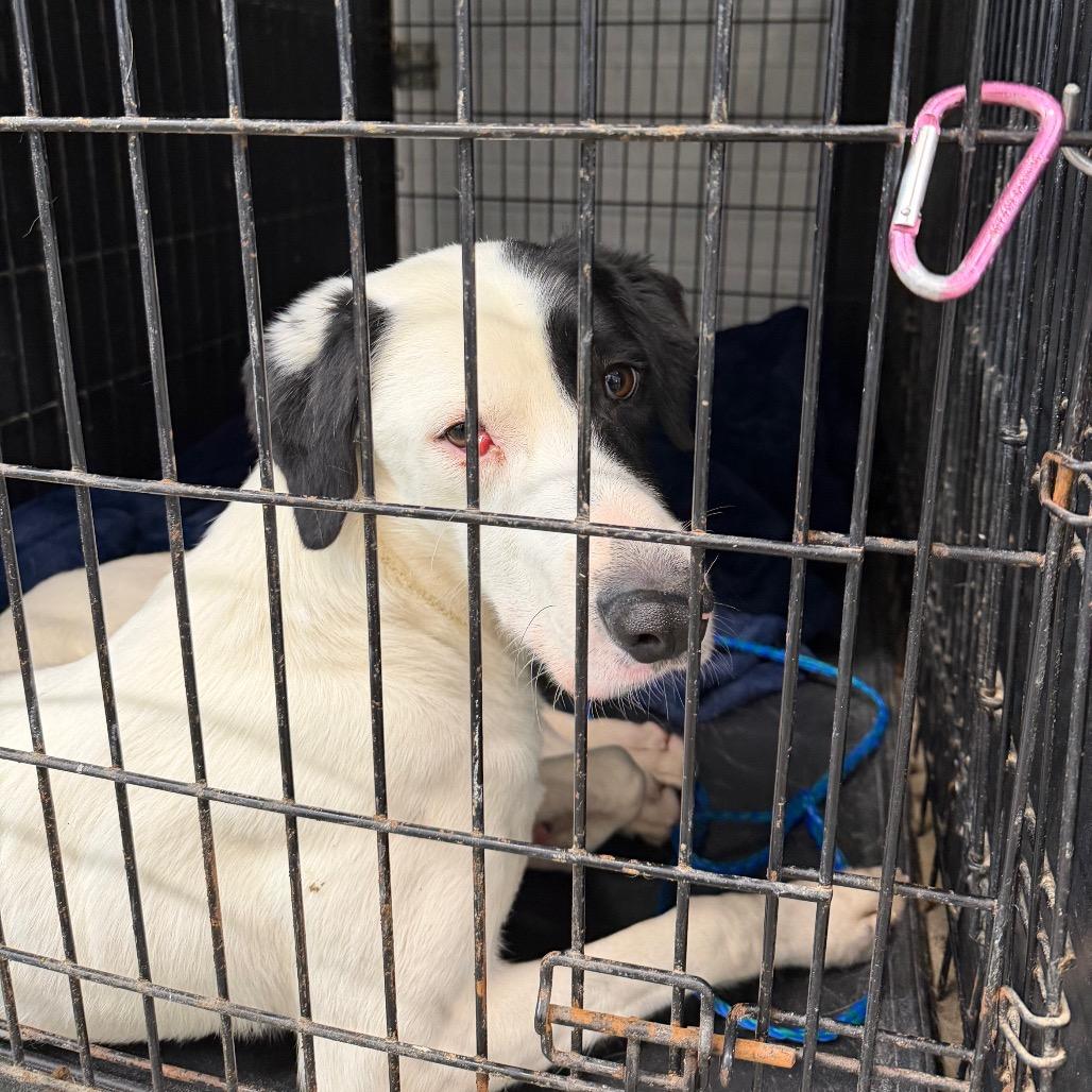 Enlarge Angus, a Adoptable mixed breed in Spanish Fork, UT image 3/6