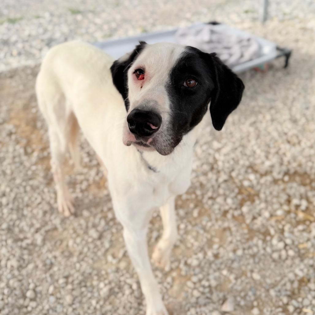 Enlarge Angus, a Adoptable mixed breed in Spanish Fork, UT image 4/6