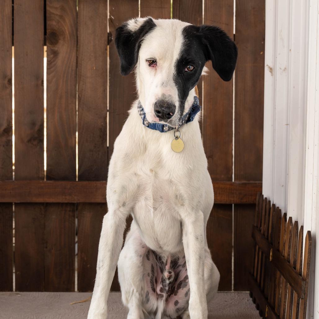Enlarge Angus, a Adoptable mixed breed in Spanish Fork, UT image 4/6