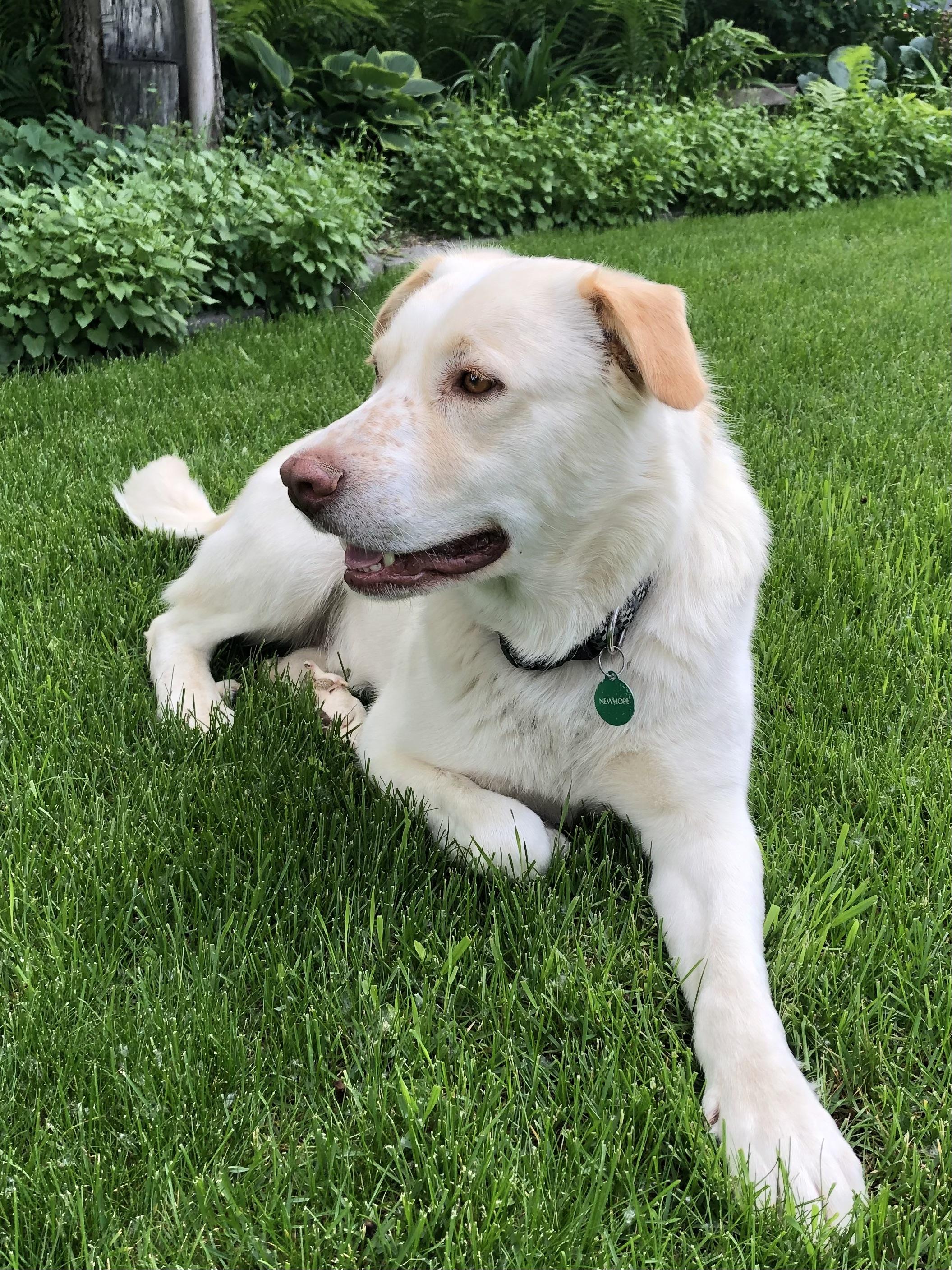 Enlarge Pete, a ADOPTABLE Mixed Breed in Saskatoon, SK image 2/6