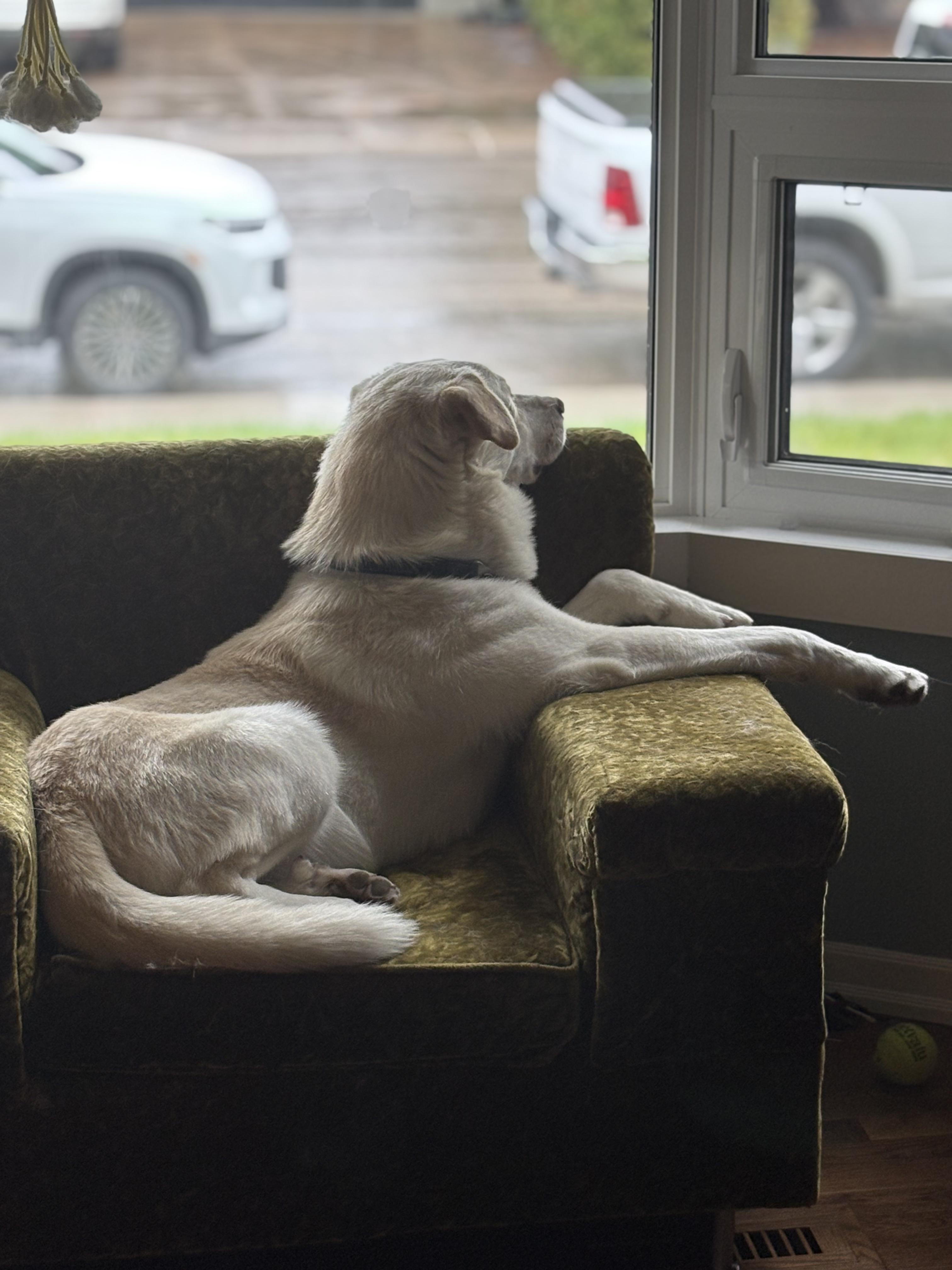 Enlarge Pete, a ADOPTABLE Mixed Breed in Saskatoon, SK image 5/6