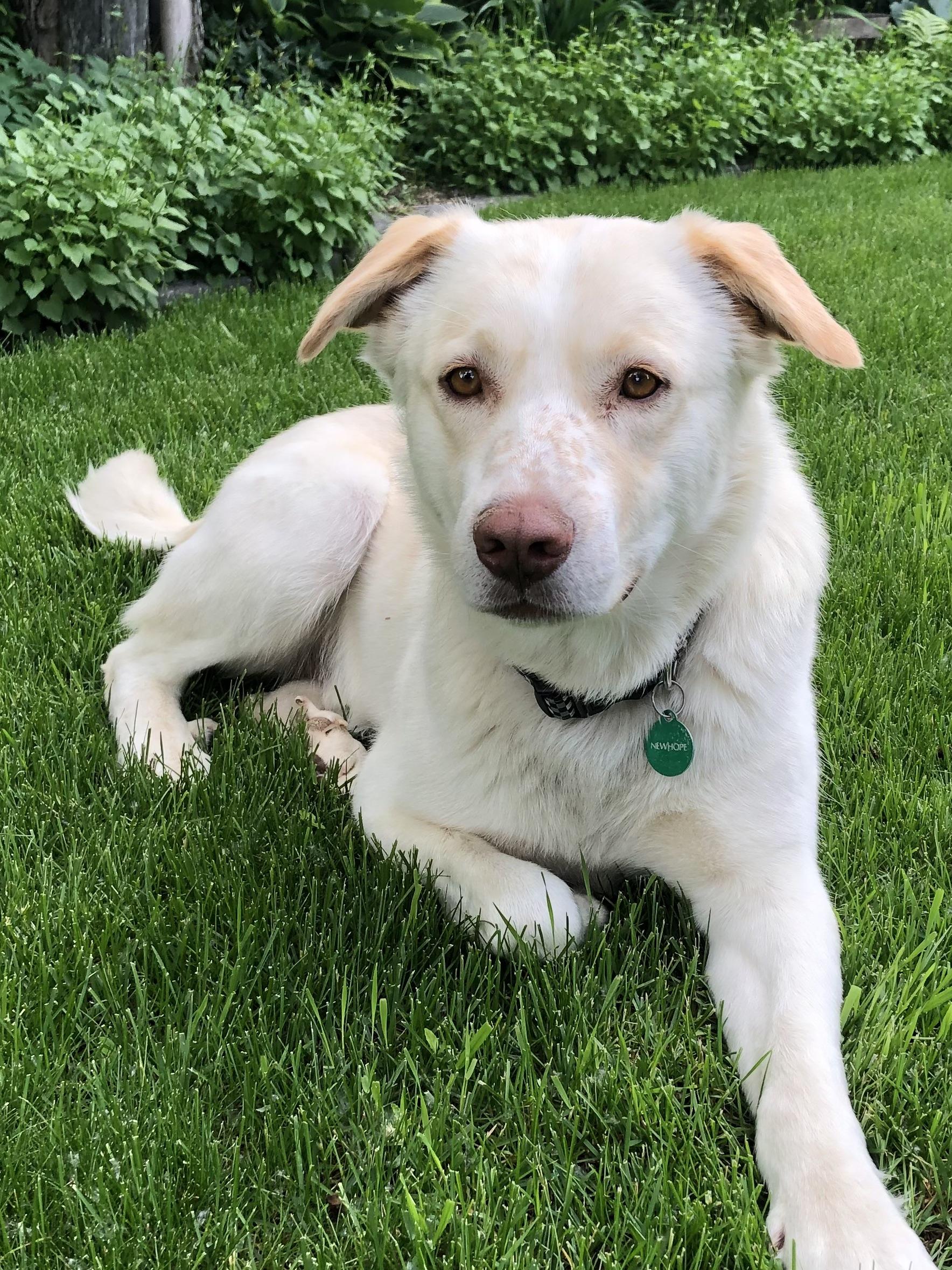 Pete, ADOPTABLE, Adult Male Mixed Breed.