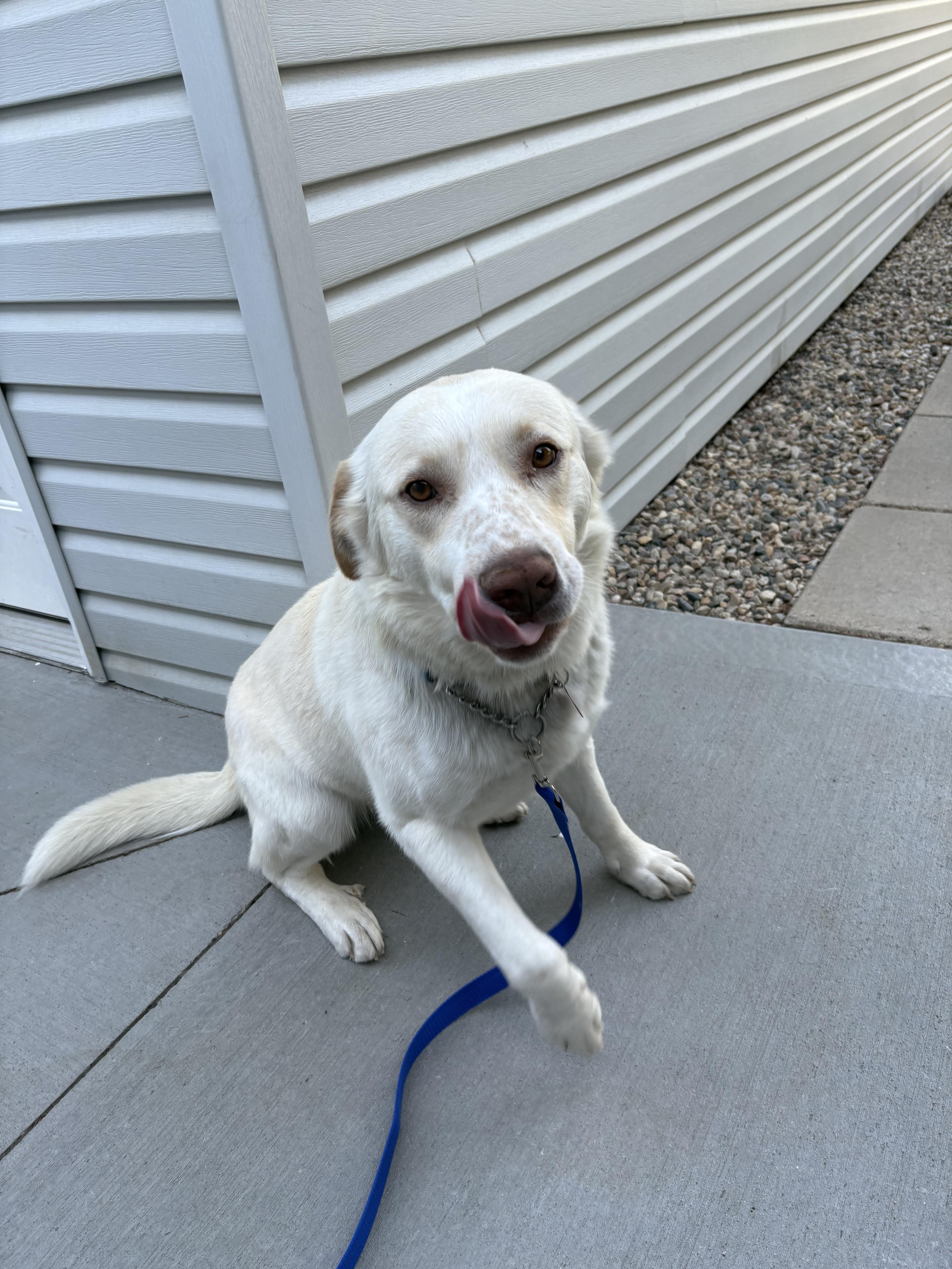 Enlarge Pete, a ADOPTABLE Mixed Breed in Saskatoon, SK image 4/6