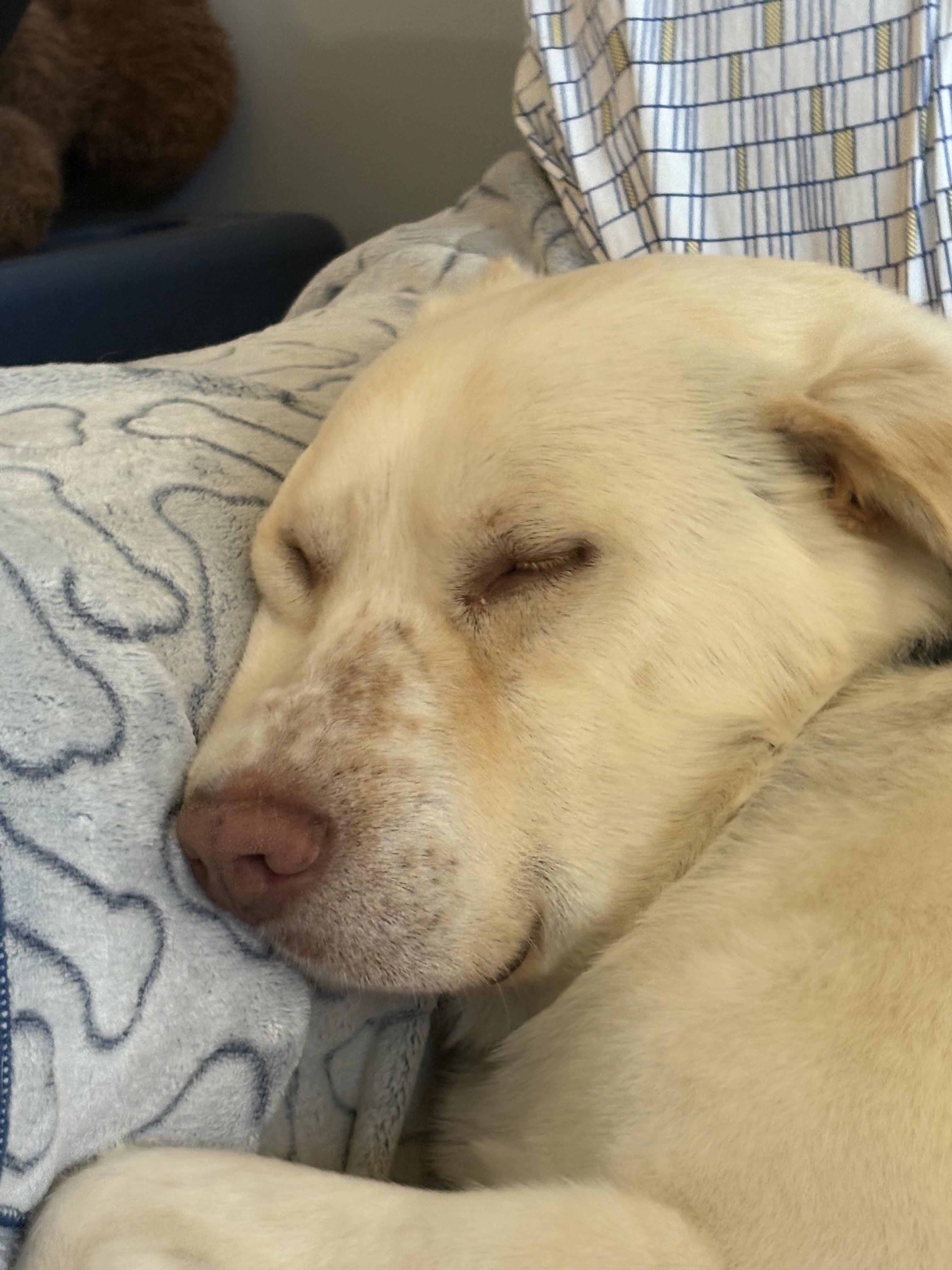 Enlarge Pete, a ADOPTABLE Mixed Breed in Saskatoon, SK image 2/6