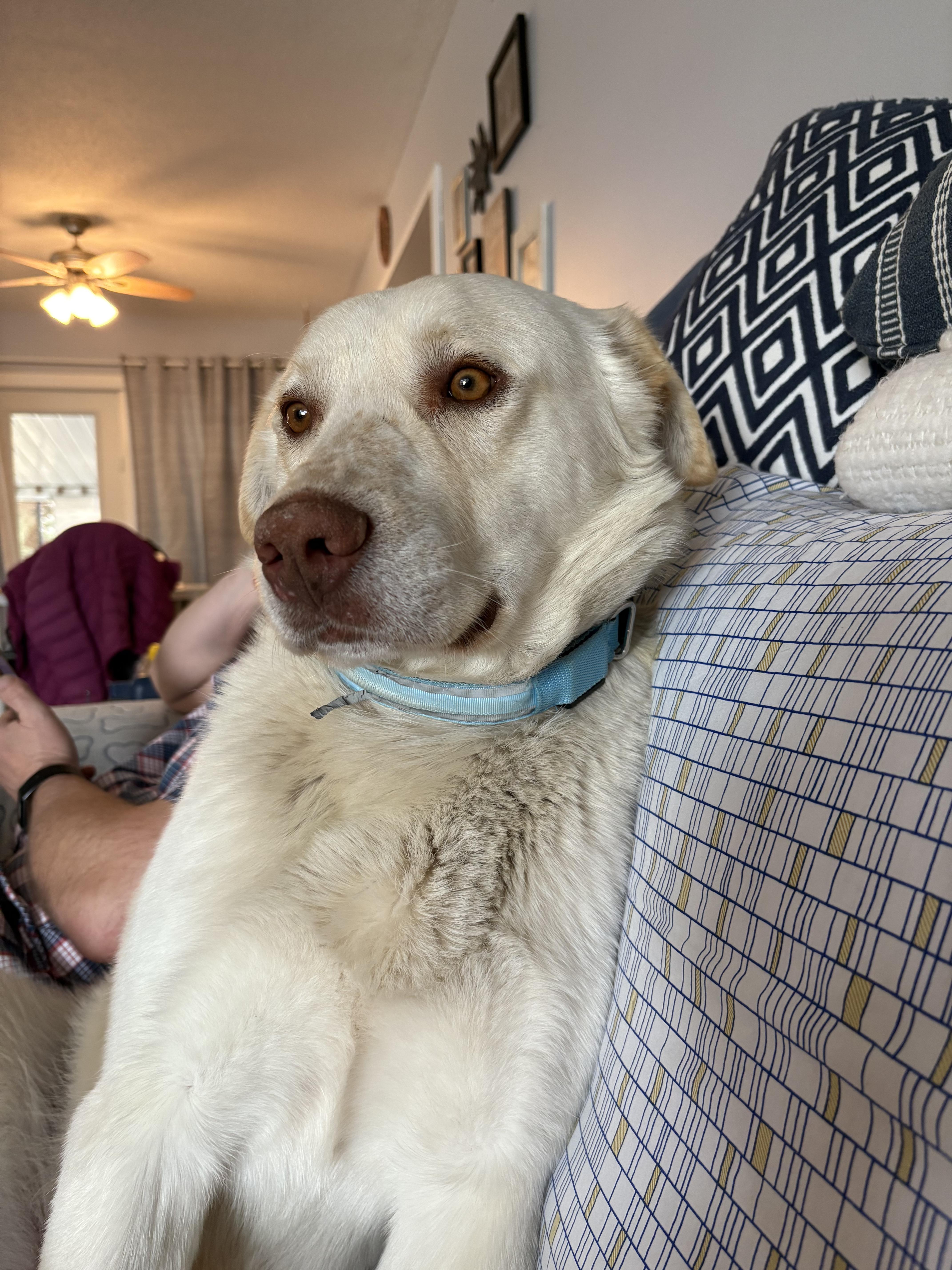 Enlarge Pete, a ADOPTABLE Mixed Breed in Saskatoon, SK image 6/6