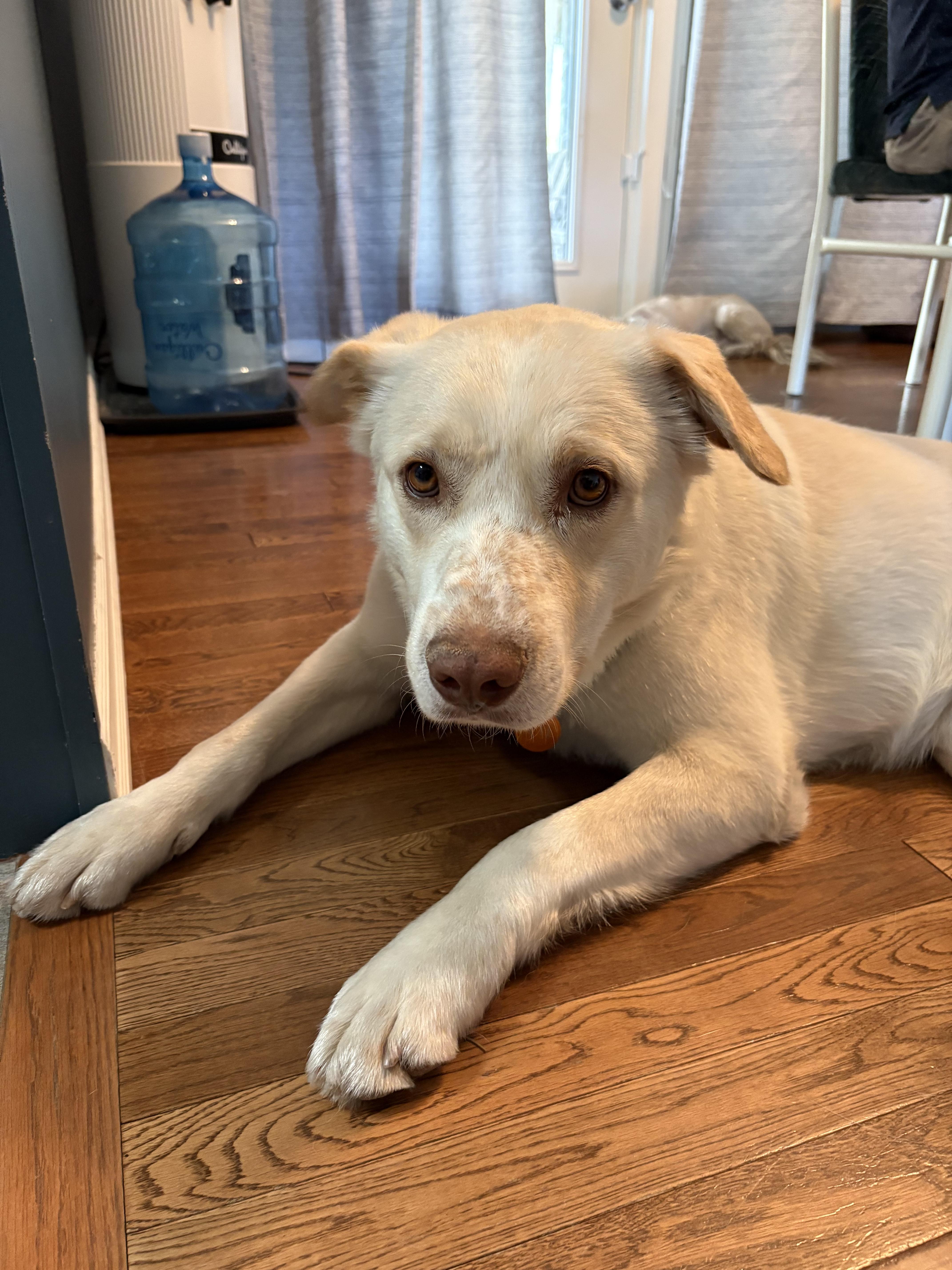 Enlarge Pete, a ADOPTABLE Mixed Breed in Saskatoon, SK image 3/6