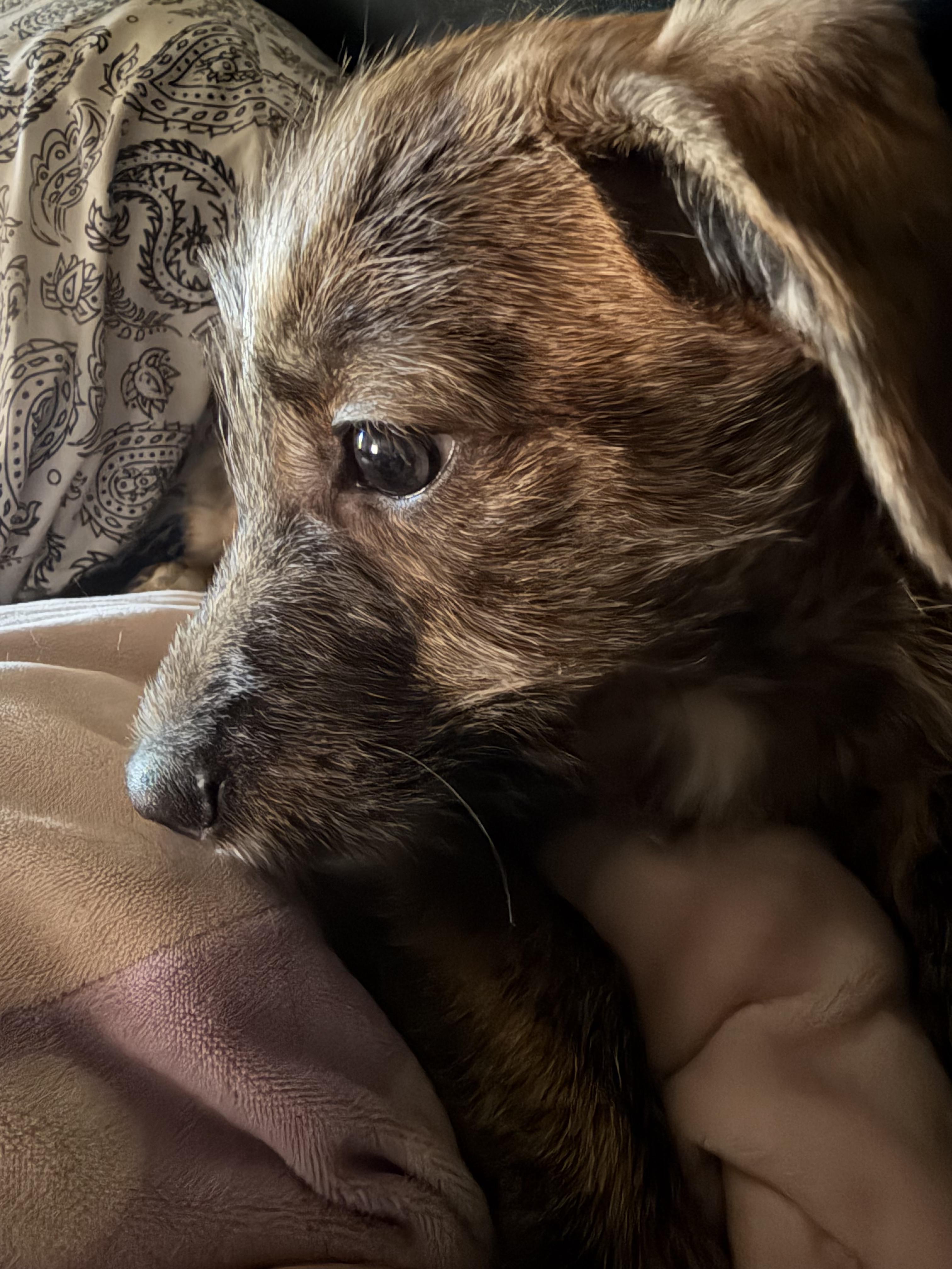 Leo, a Adoptable mixed breed in CHURCHVILLE, NY image 3/3