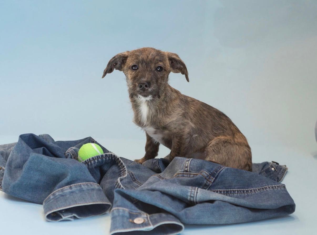 Leo, a Adoptable mixed breed in CHURCHVILLE, NY image 1/3