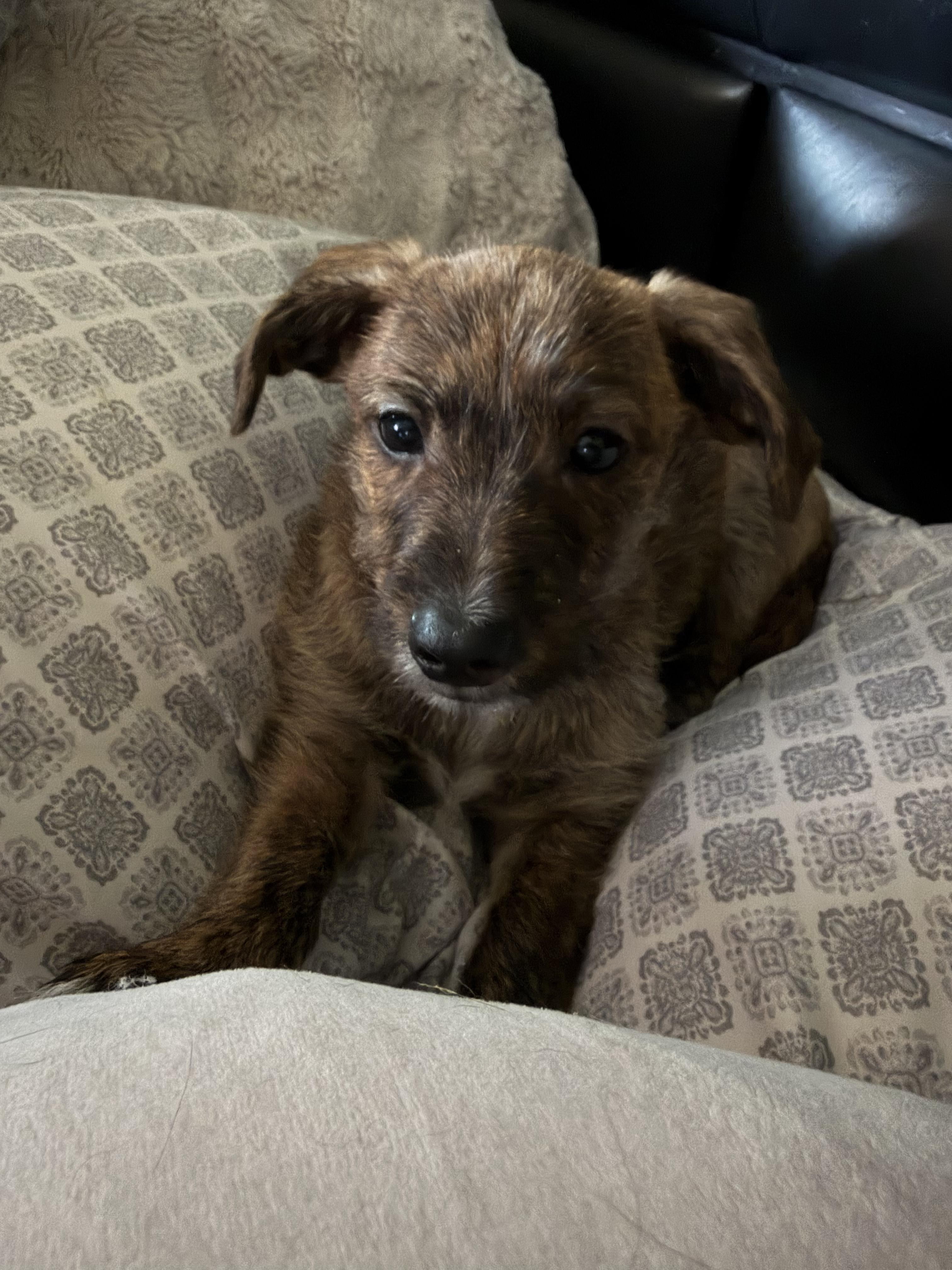 Leo, a Adoptable mixed breed in CHURCHVILLE, NY image 2/3