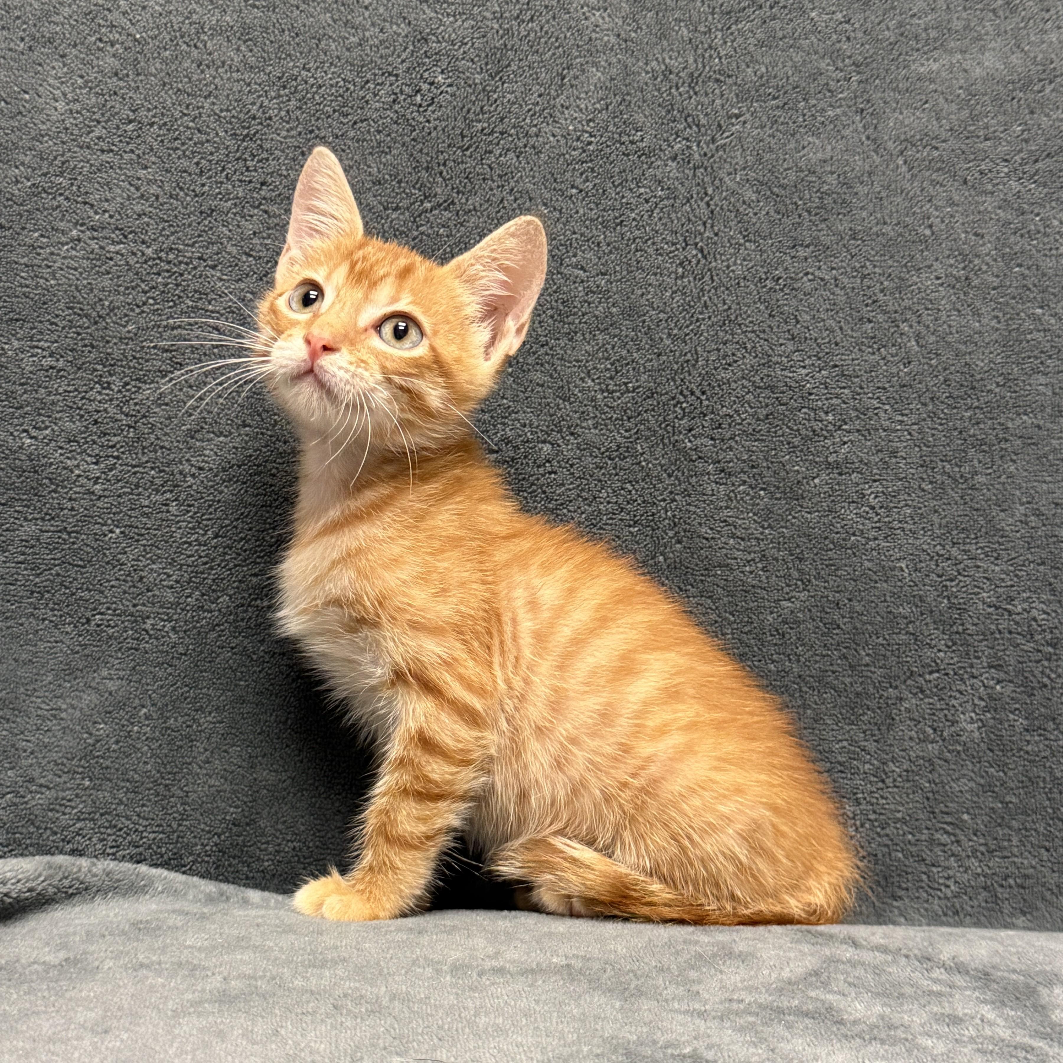 Enlarge Percy, a Adoptable mixed breed in Brenham, TX image 4/6