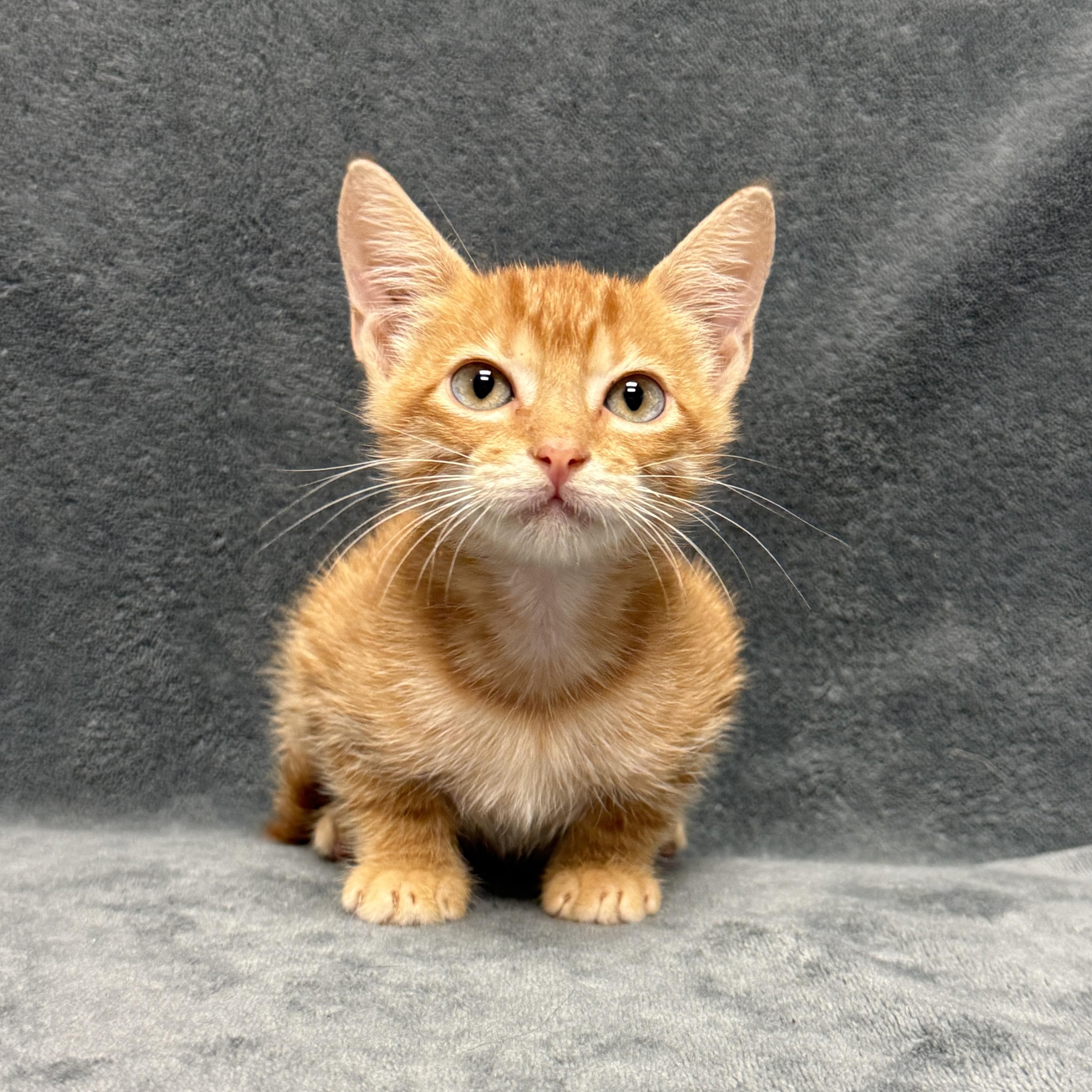 Enlarge Percy, a Adoptable mixed breed in Brenham, TX image 3/6