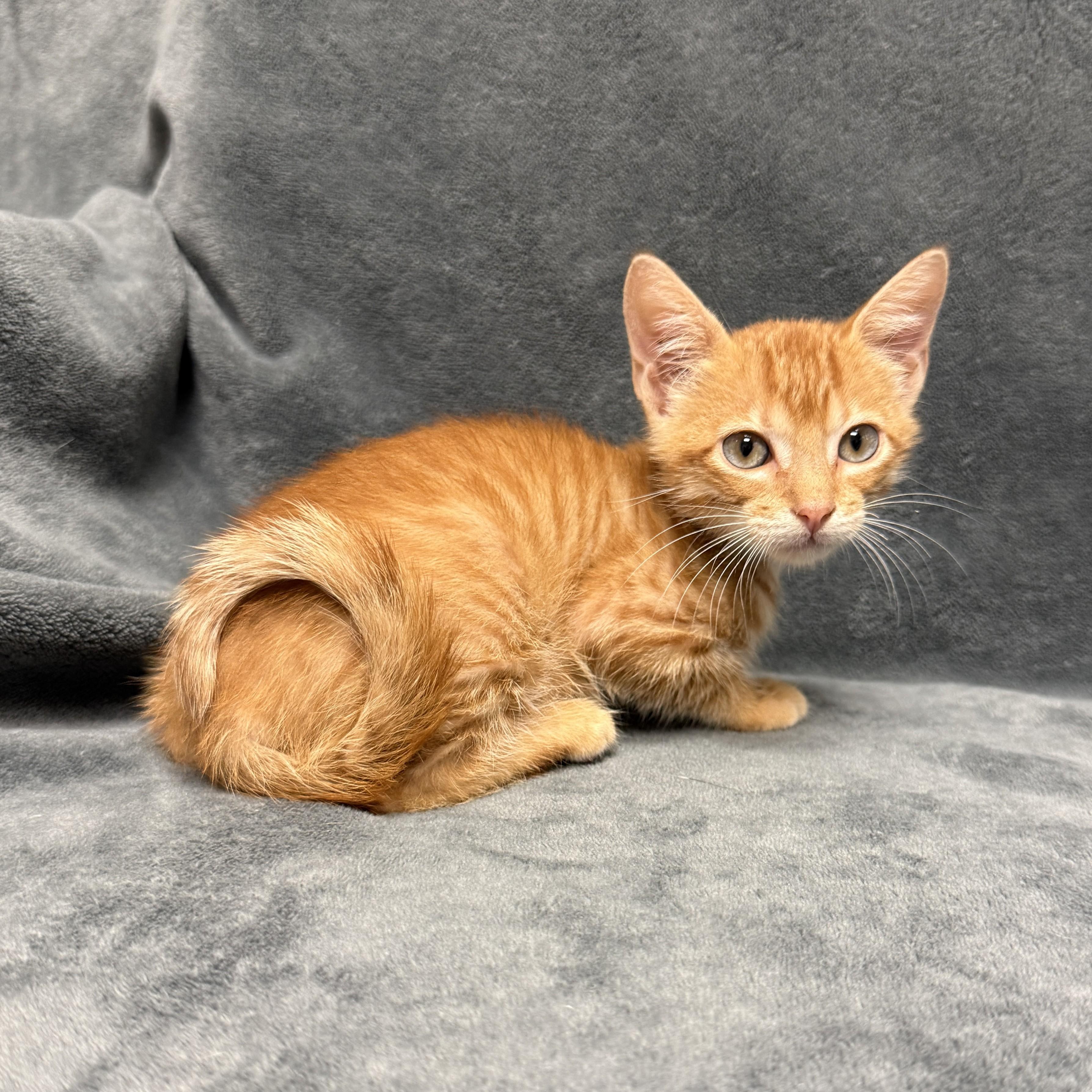 Enlarge Percy, a Adoptable mixed breed in Brenham, TX image 2/6