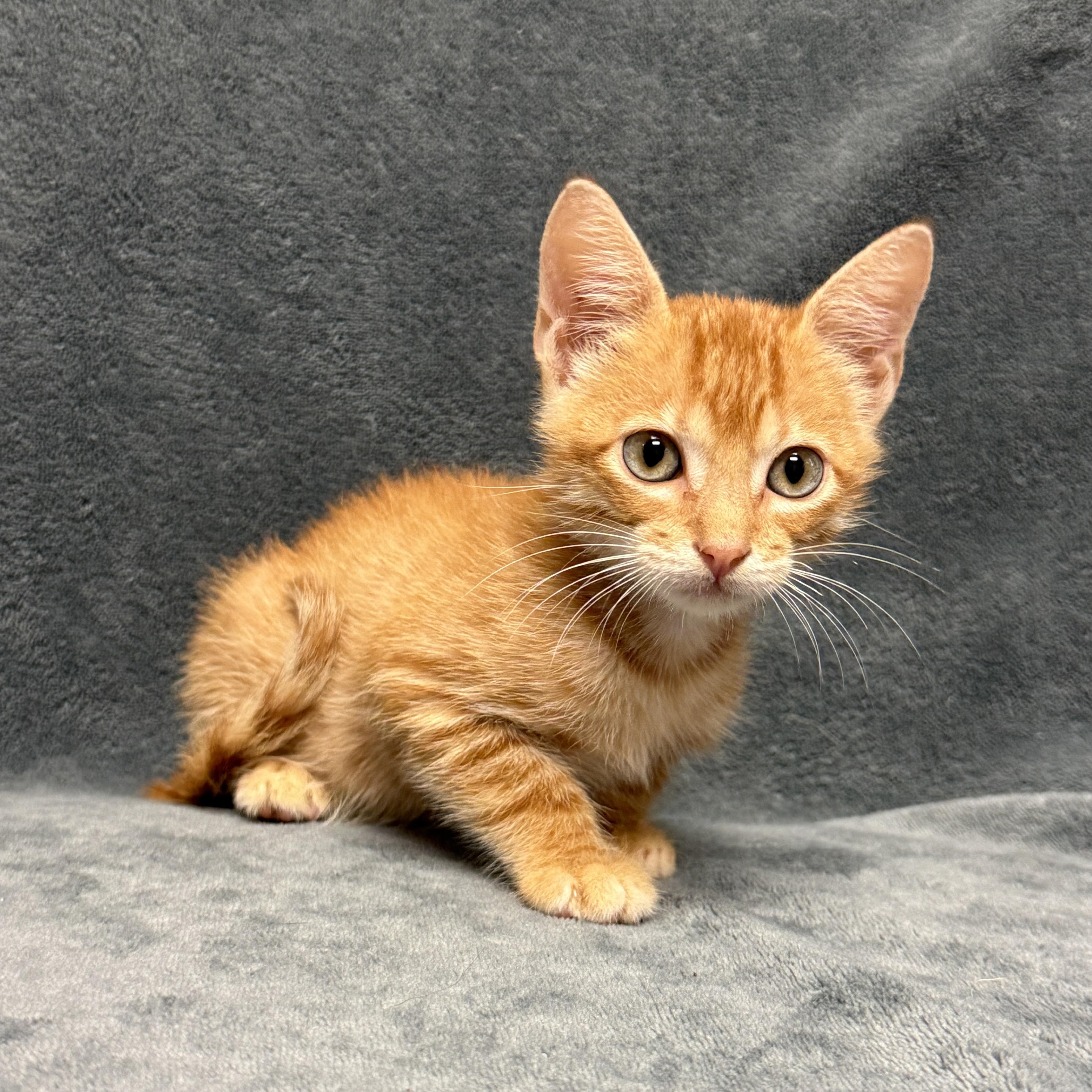 Enlarge Percy, a Adoptable mixed breed in Brenham, TX image 6/6