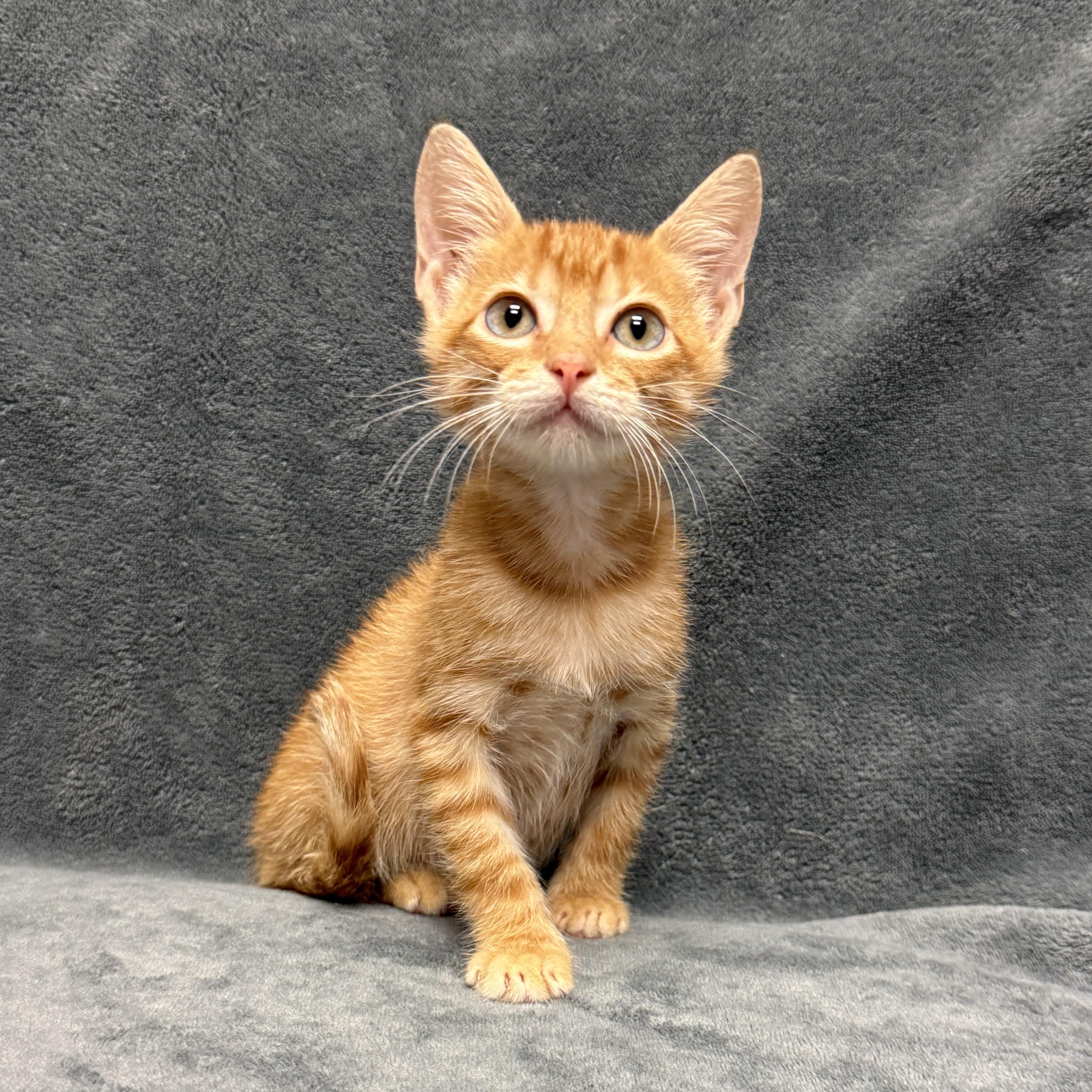 Enlarge Percy, a Adoptable mixed breed in Brenham, TX image 5/6
