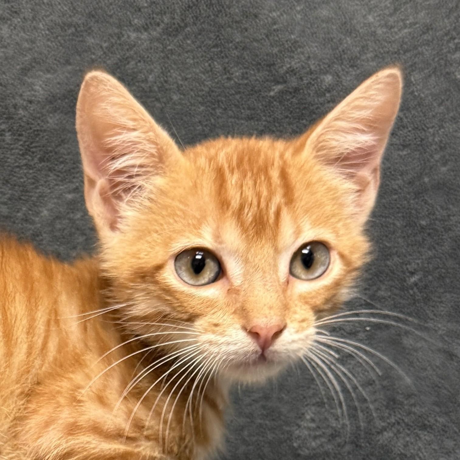 Enlarge Percy, a Adoptable mixed breed in Brenham, TX image 1/6