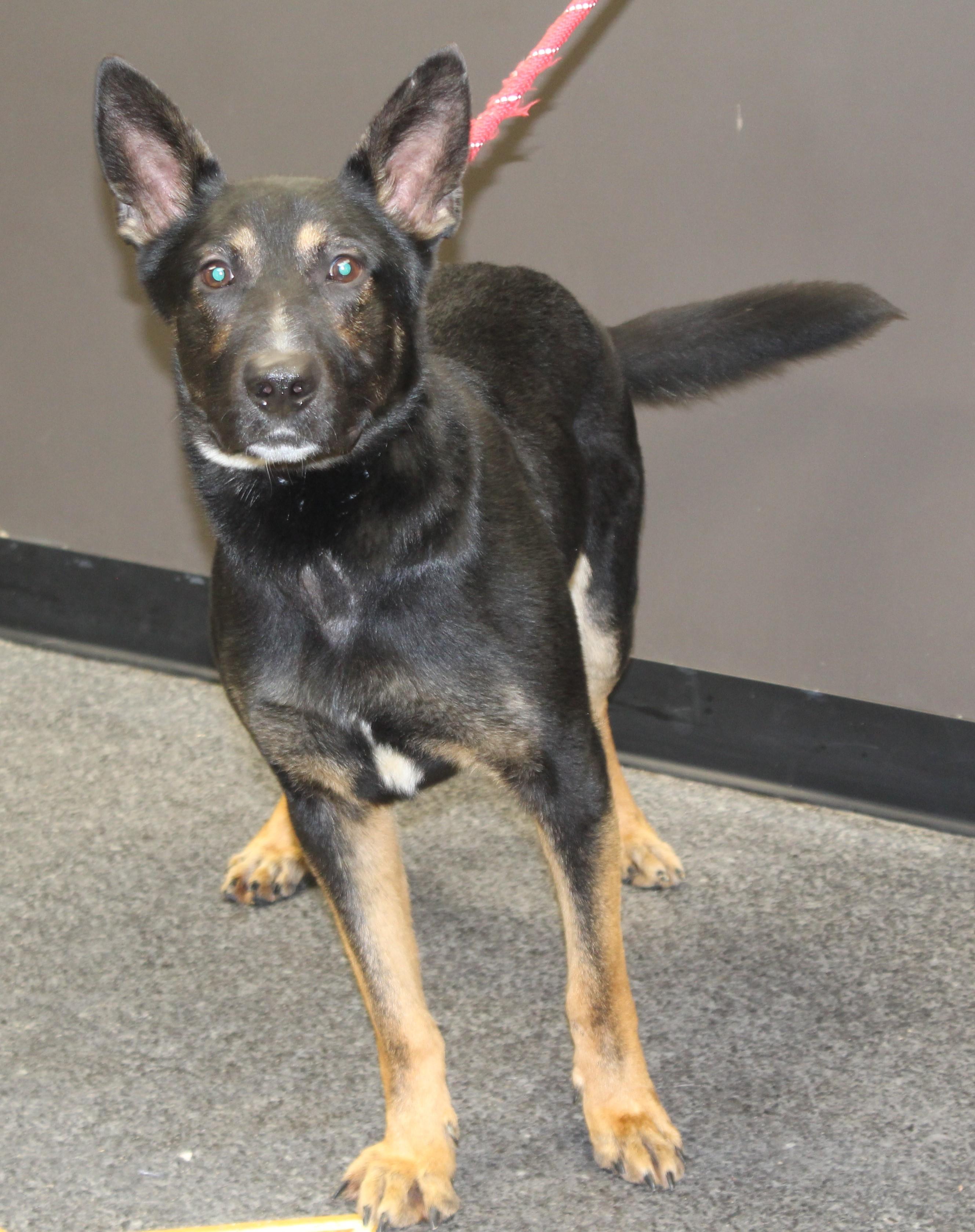 Enlarge Frost (9759), a ADOPTABLE mixed breed in Heath, OH image 2/2