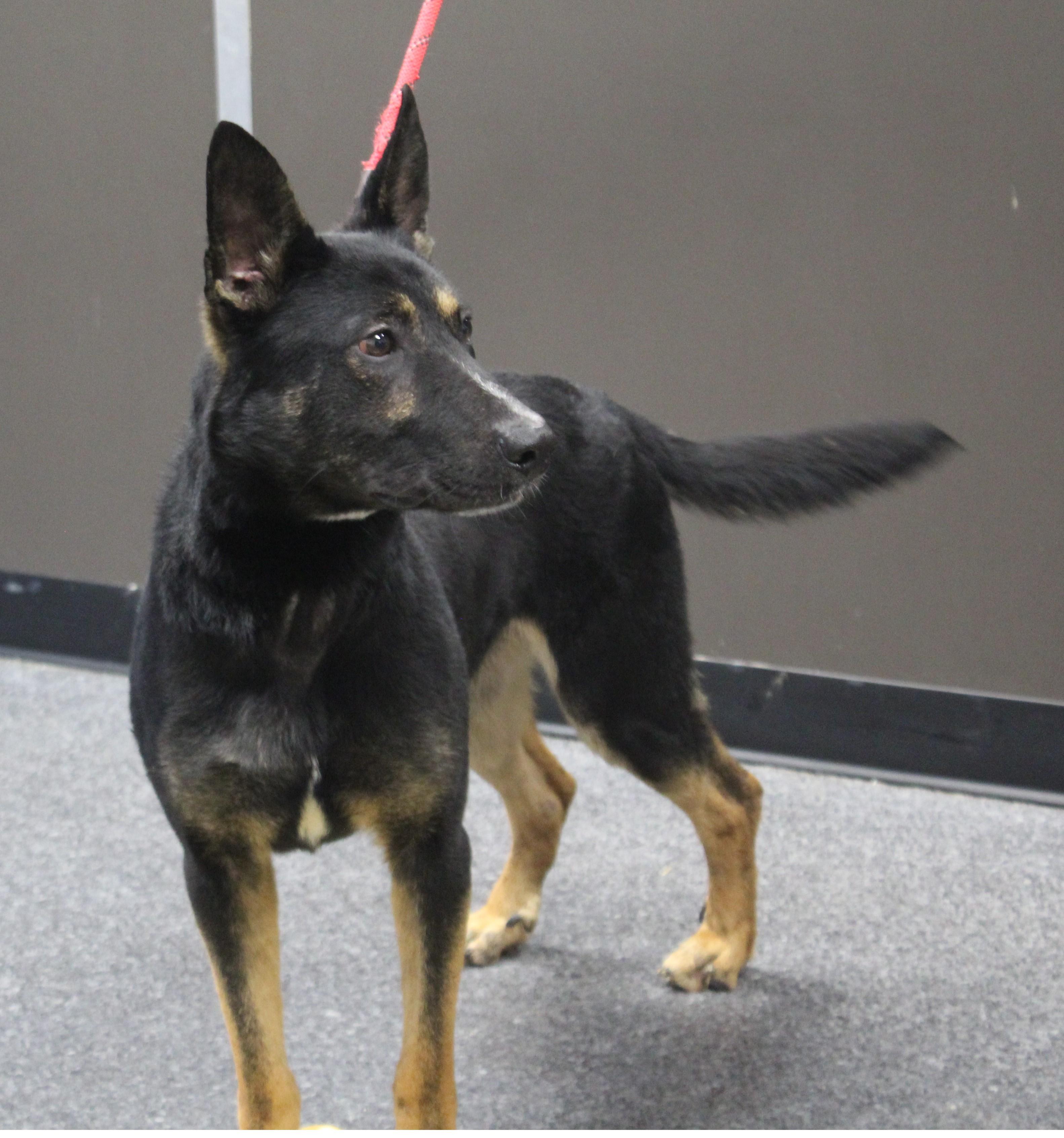 Enlarge Frost (9759), a ADOPTABLE mixed breed in Heath, OH image 1/2