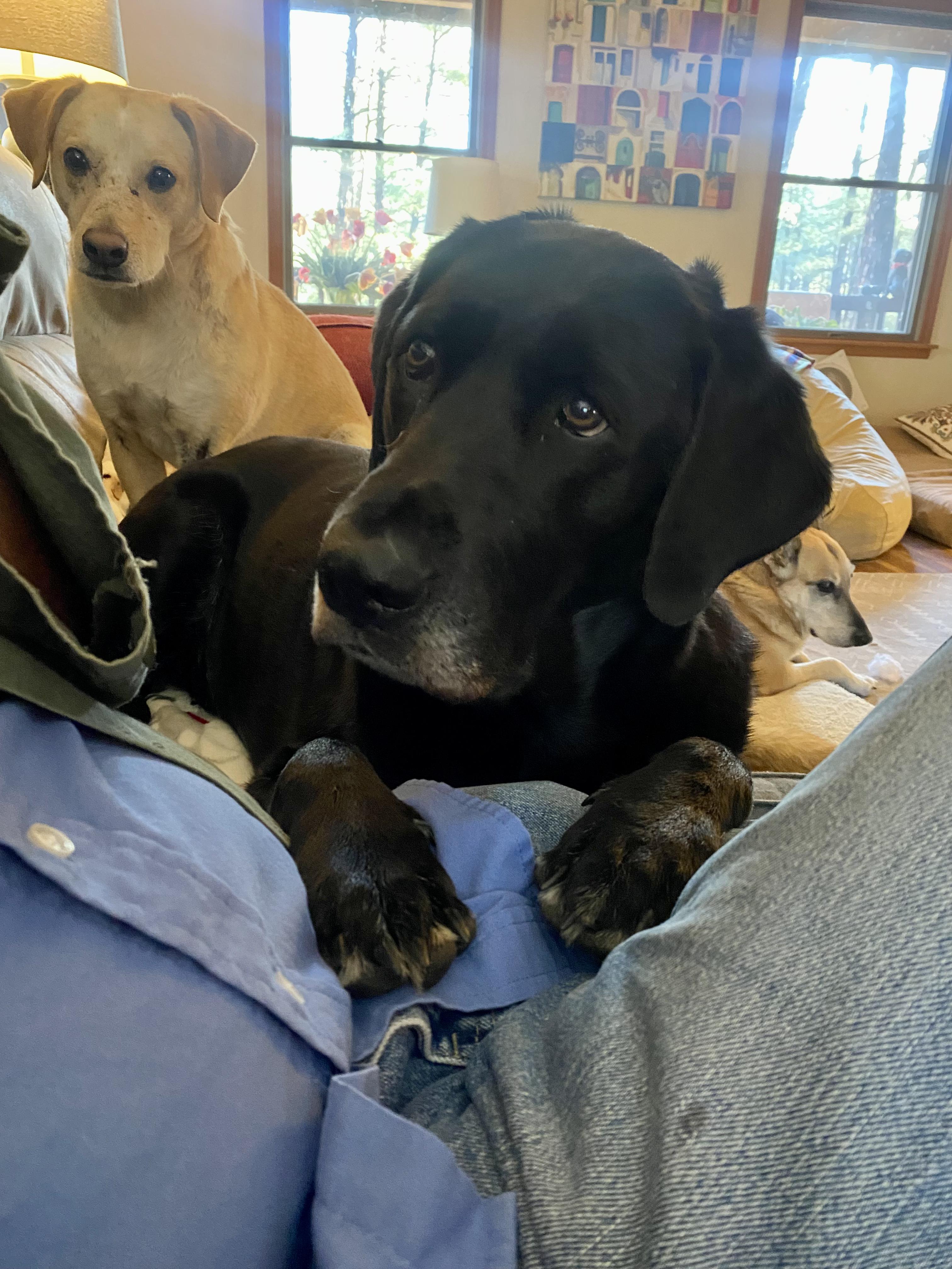 Oliver, a Adopted Black Labrador Retriever in Prescott, AZ image 4/6